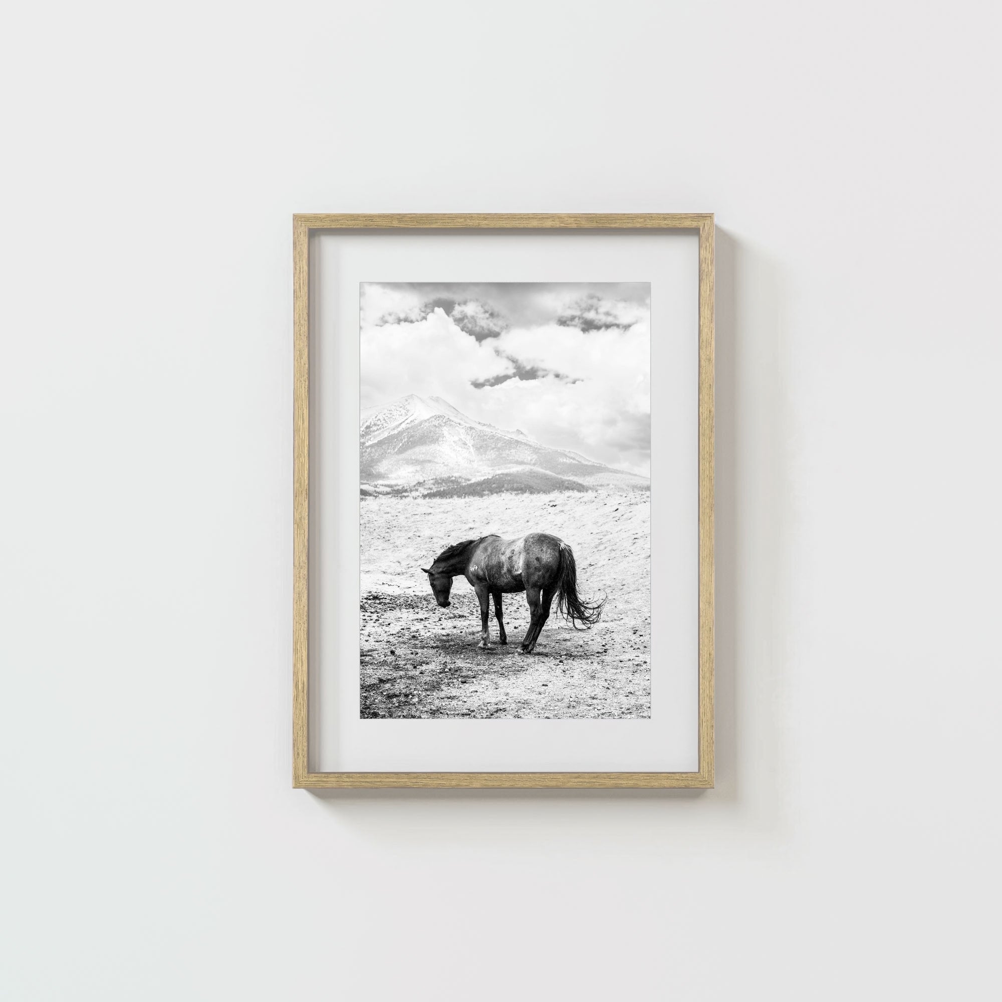 A Horse Named Sturgill