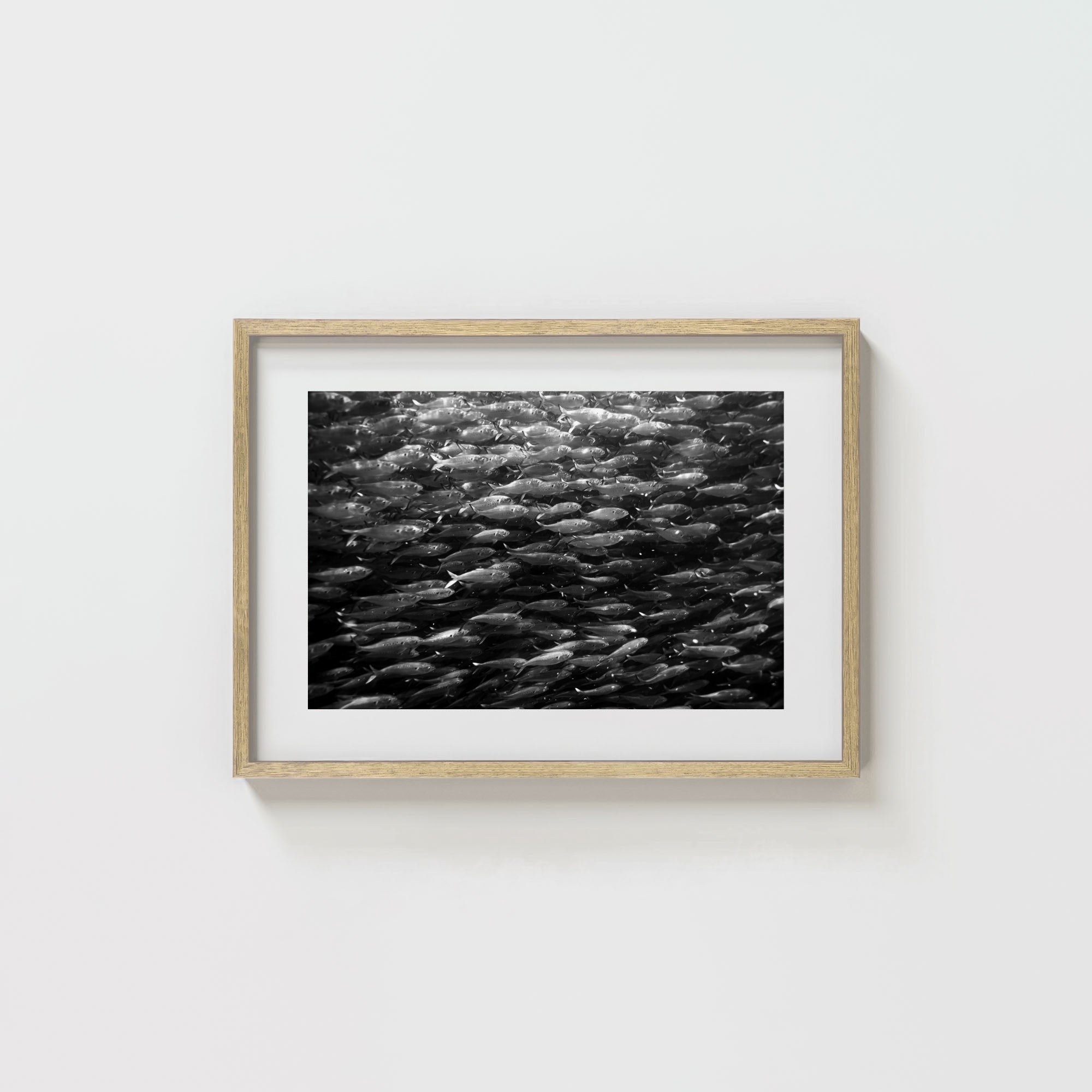 Swimming with Menhaden