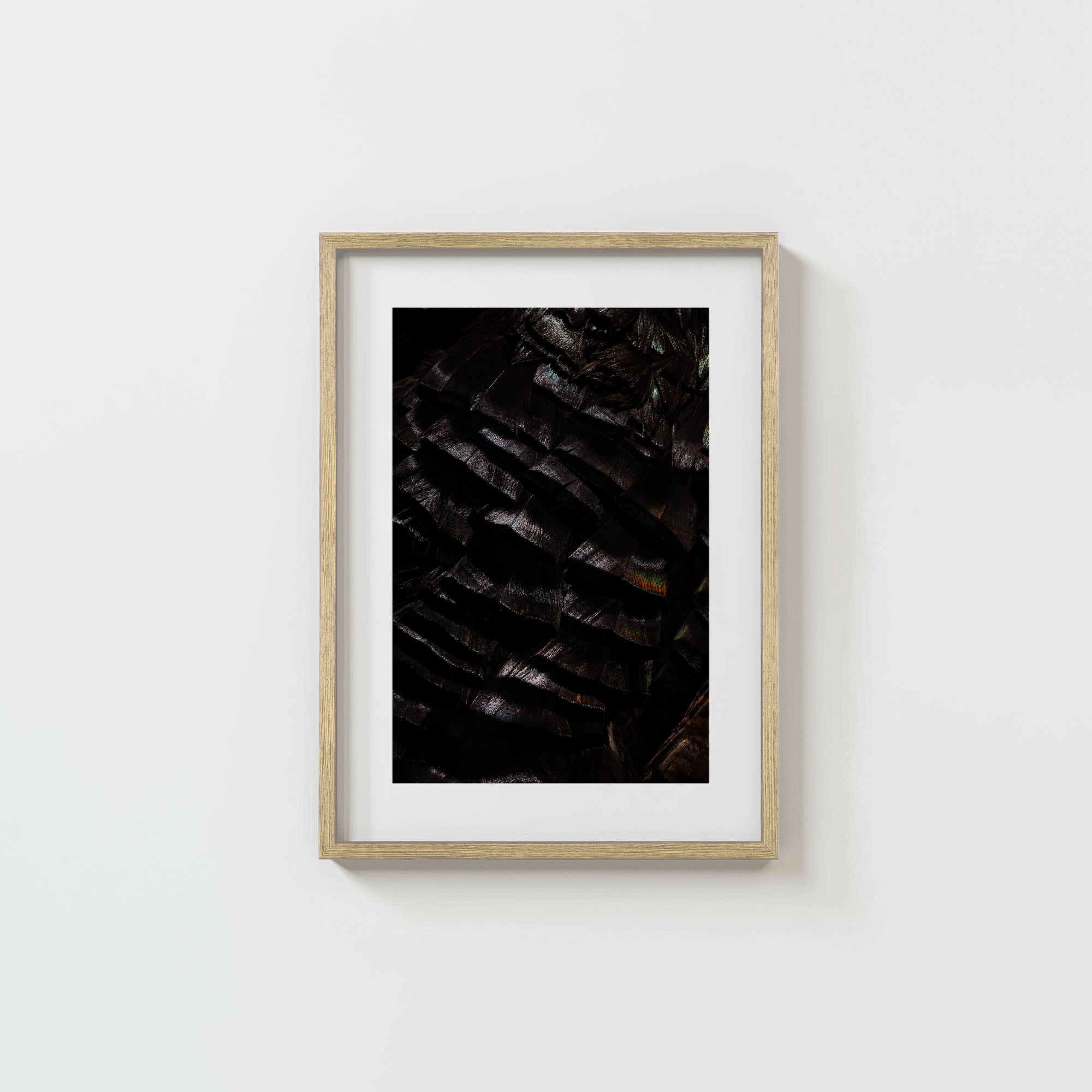 Osceola Feathers