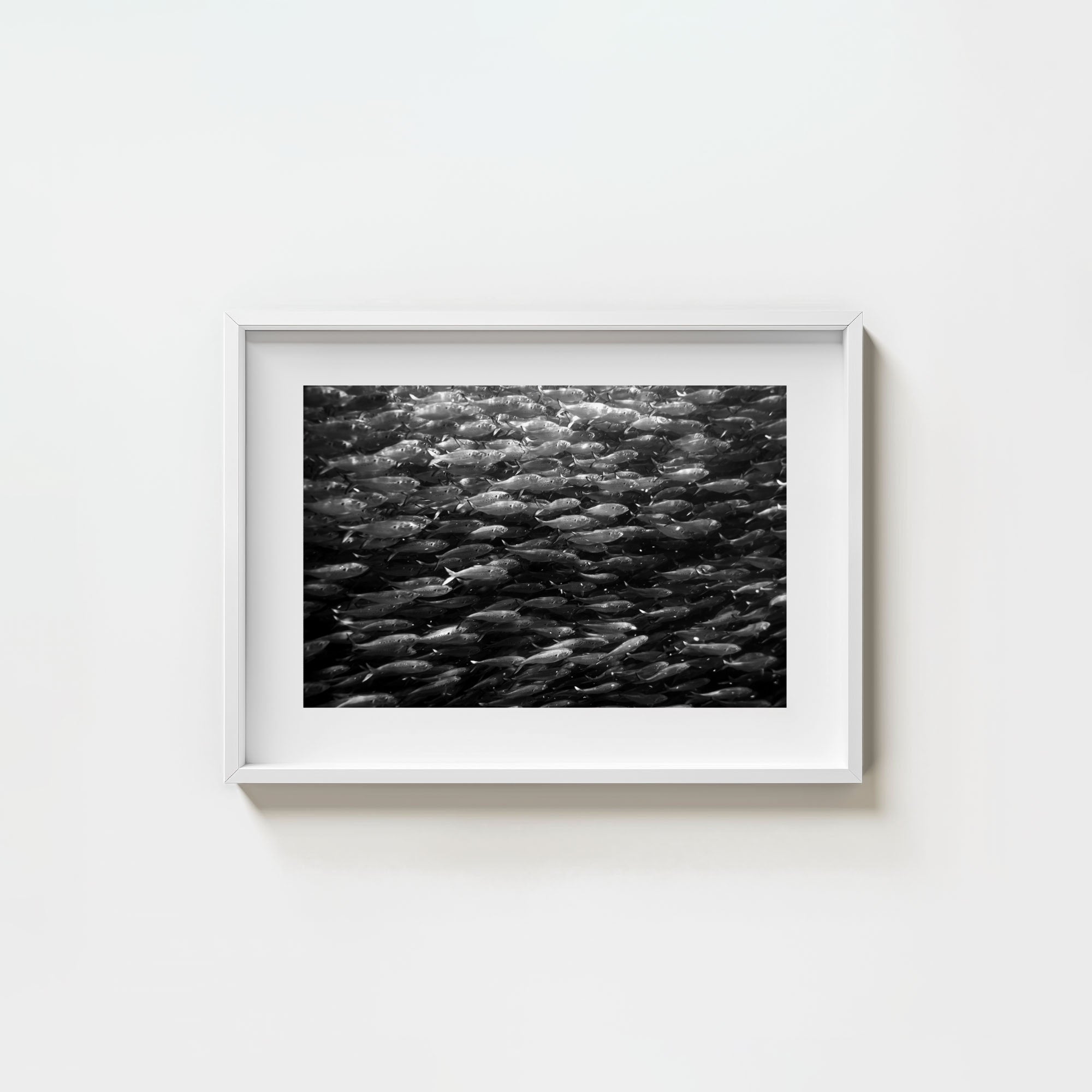 Swimming with Menhaden