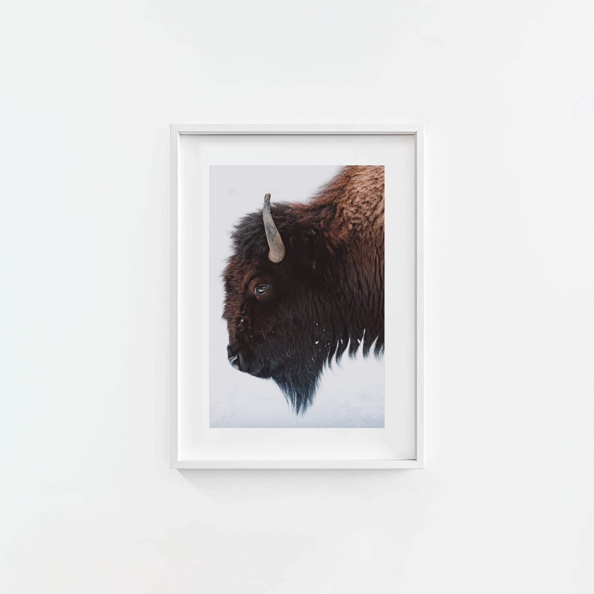 A Bison's Portrait