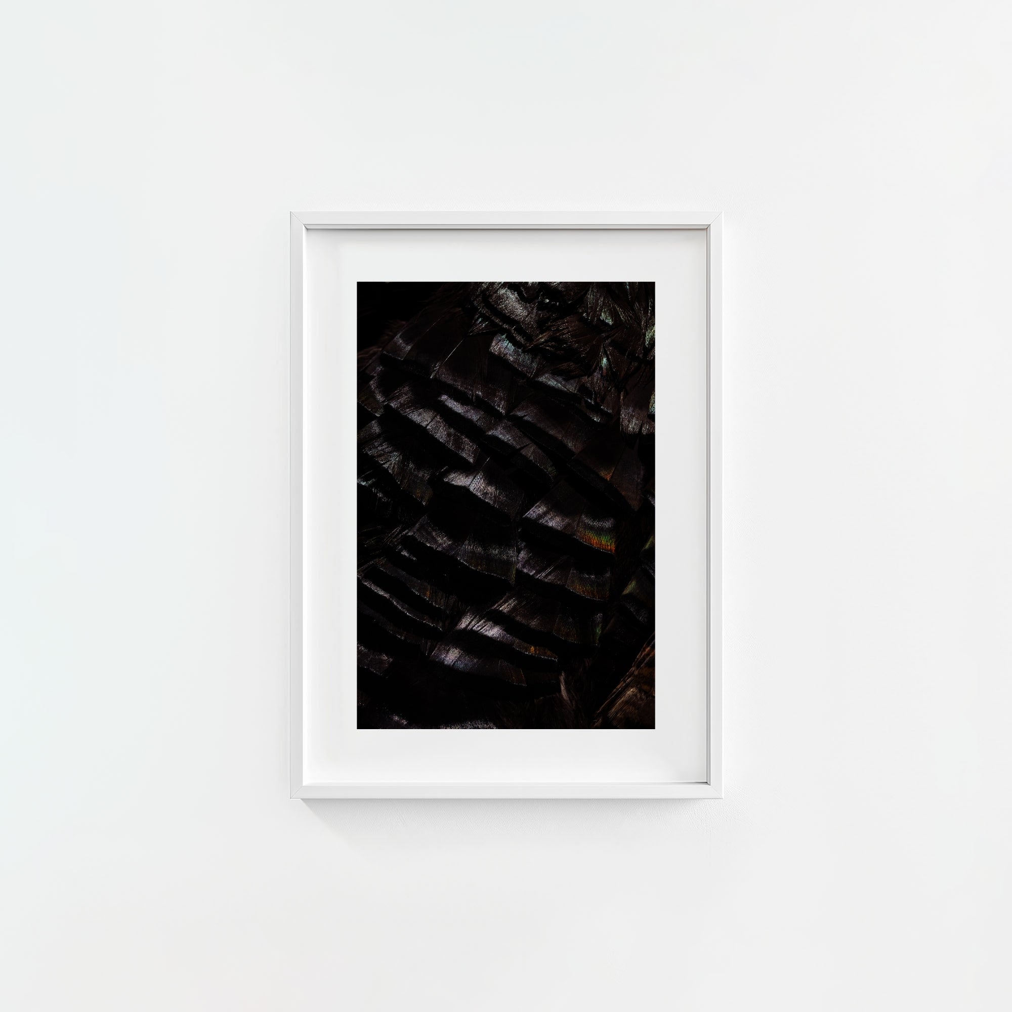 Osceola Feathers