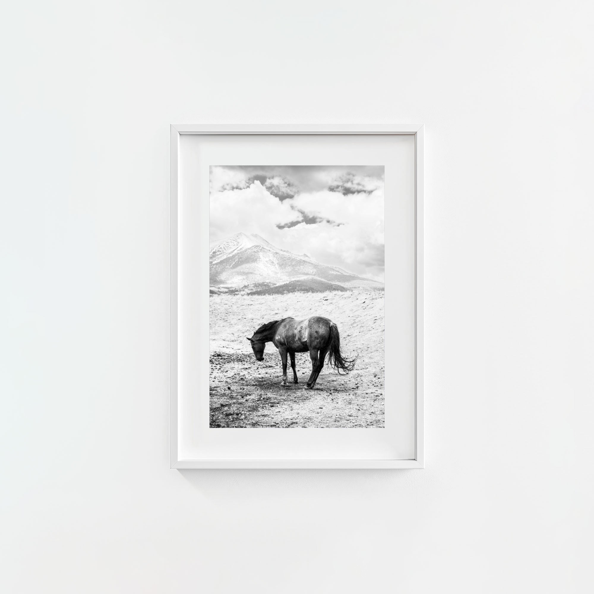 A Horse Named Sturgill