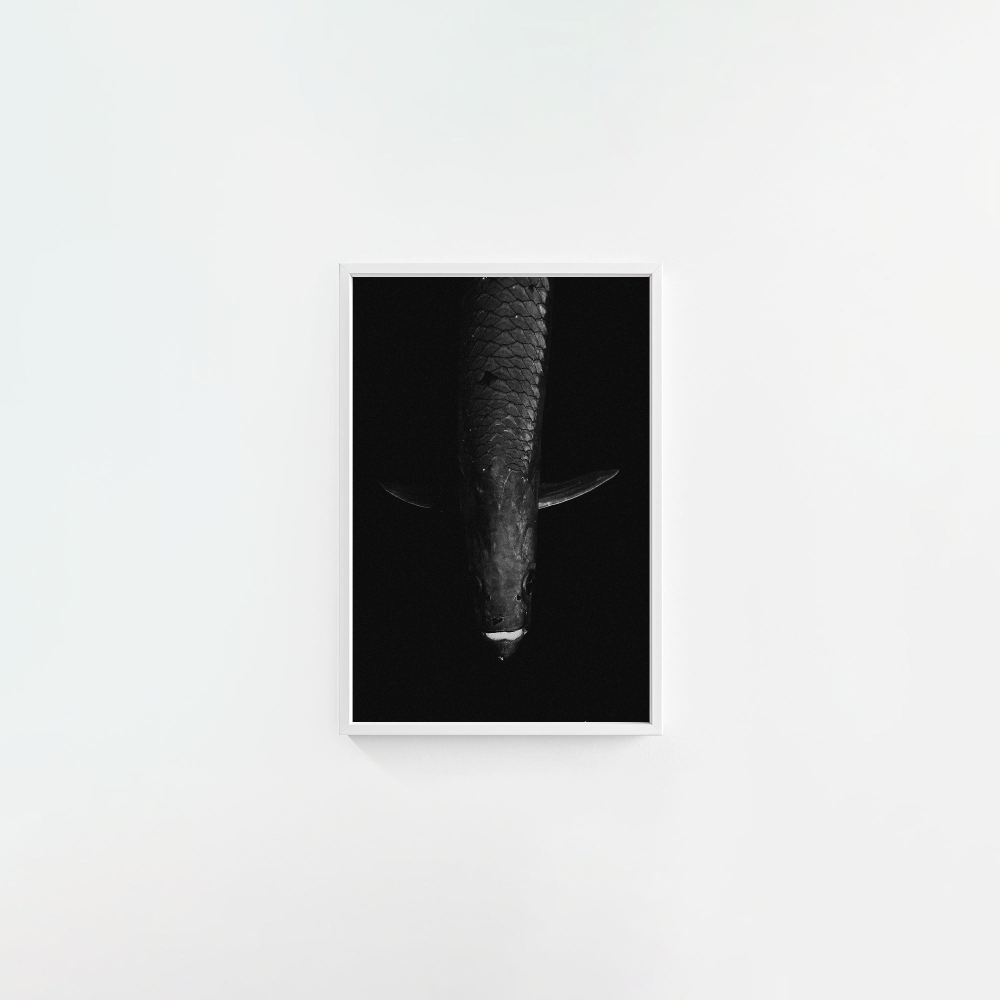 Tarpon: 'Dark Side Of The King' (6 Left!)