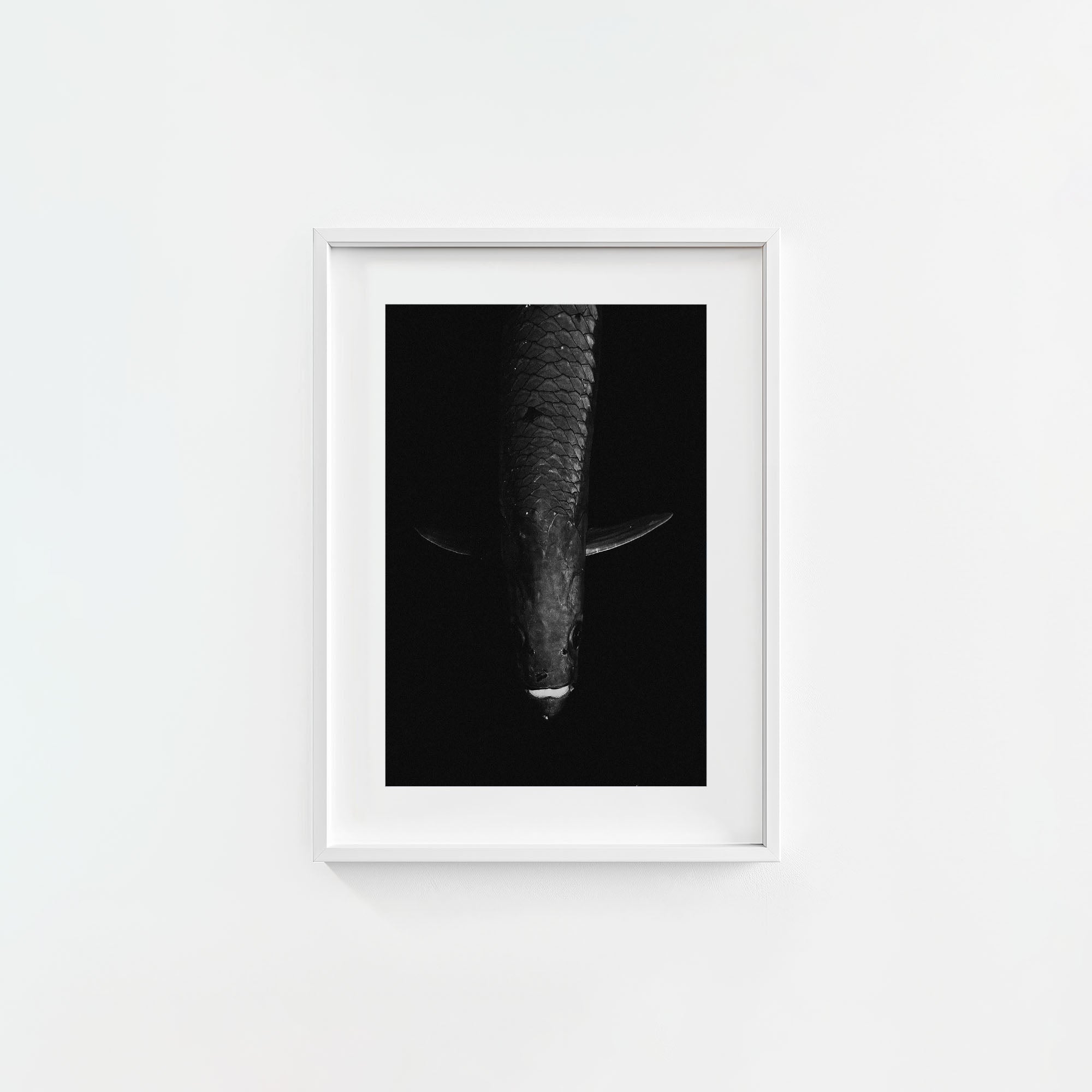 Tarpon: 'Dark Side Of The King' (6 Left!)