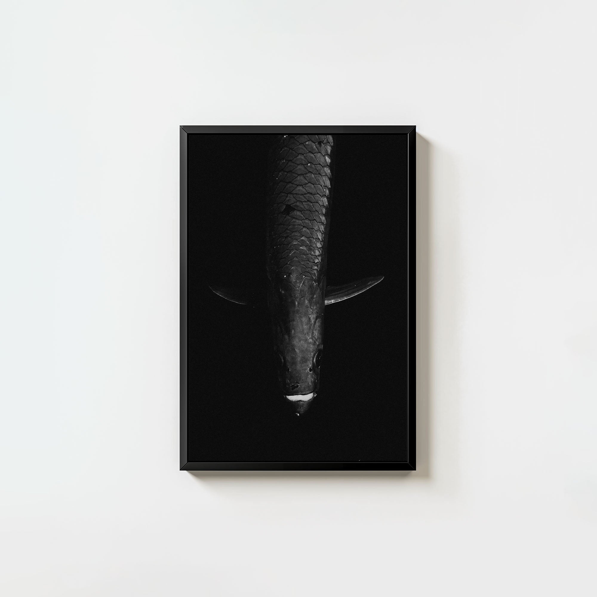 Tarpon: 'Dark Side Of The King' (6 Left!)