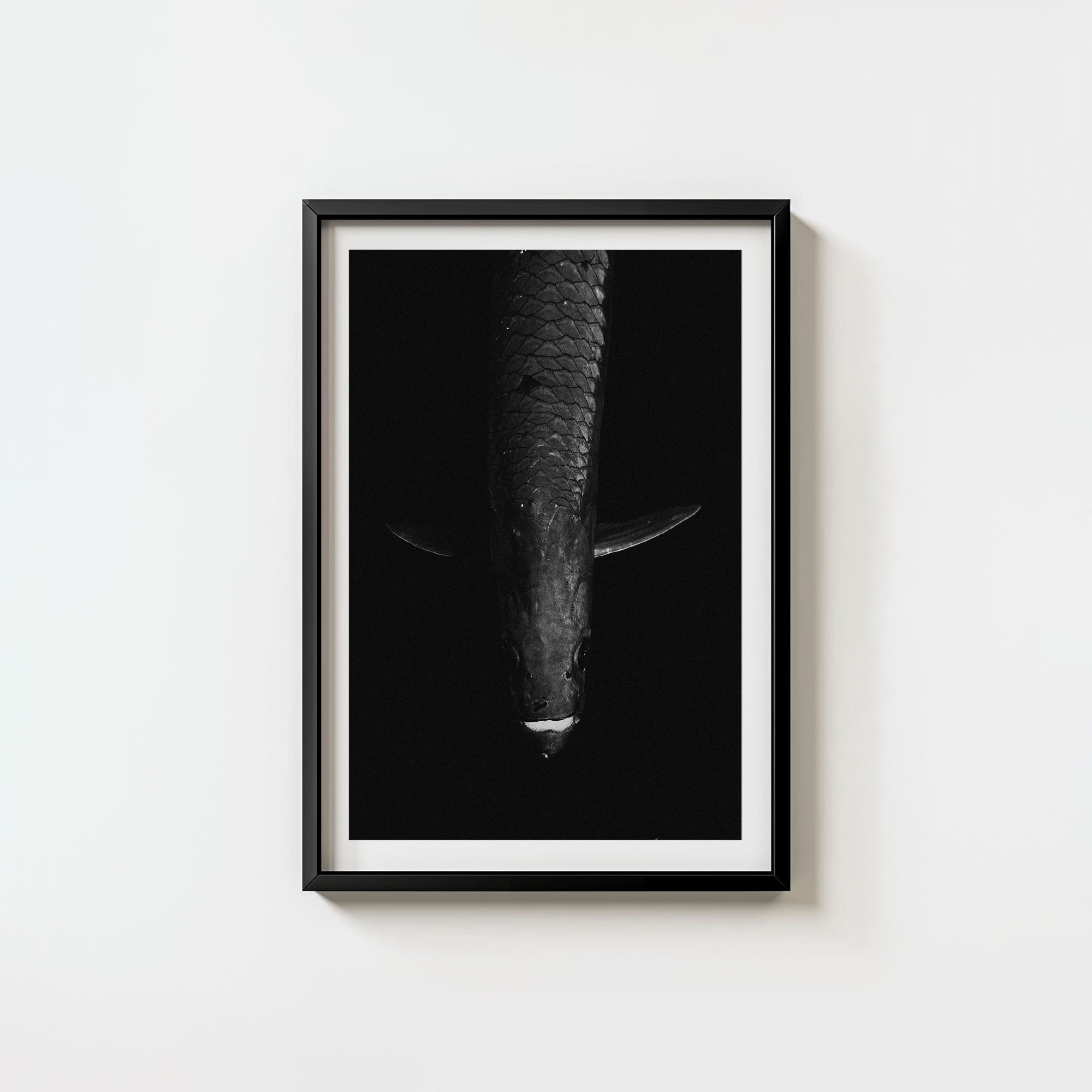 Tarpon: 'Dark Side Of The King' (6 Left!)