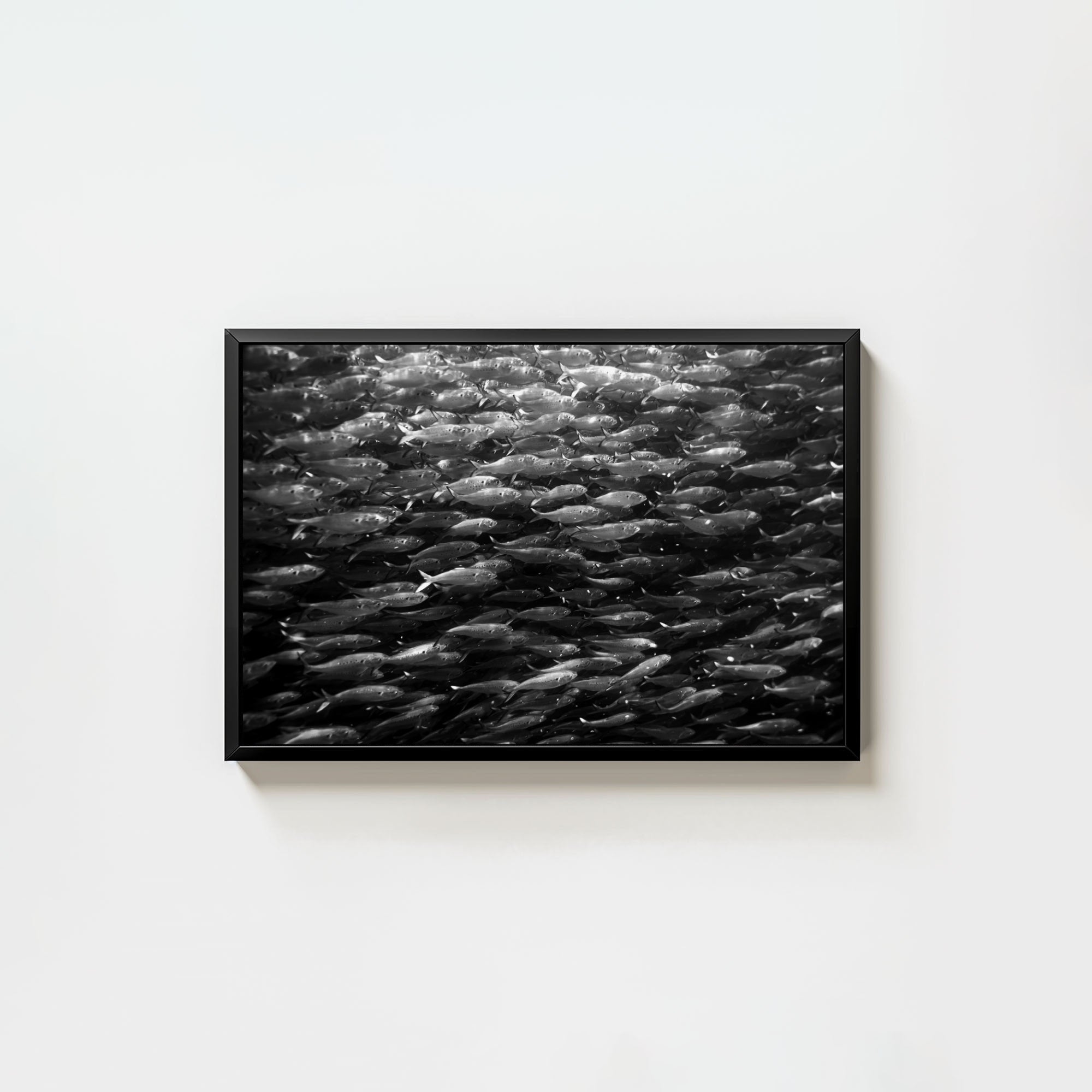 Swimming with Menhaden
