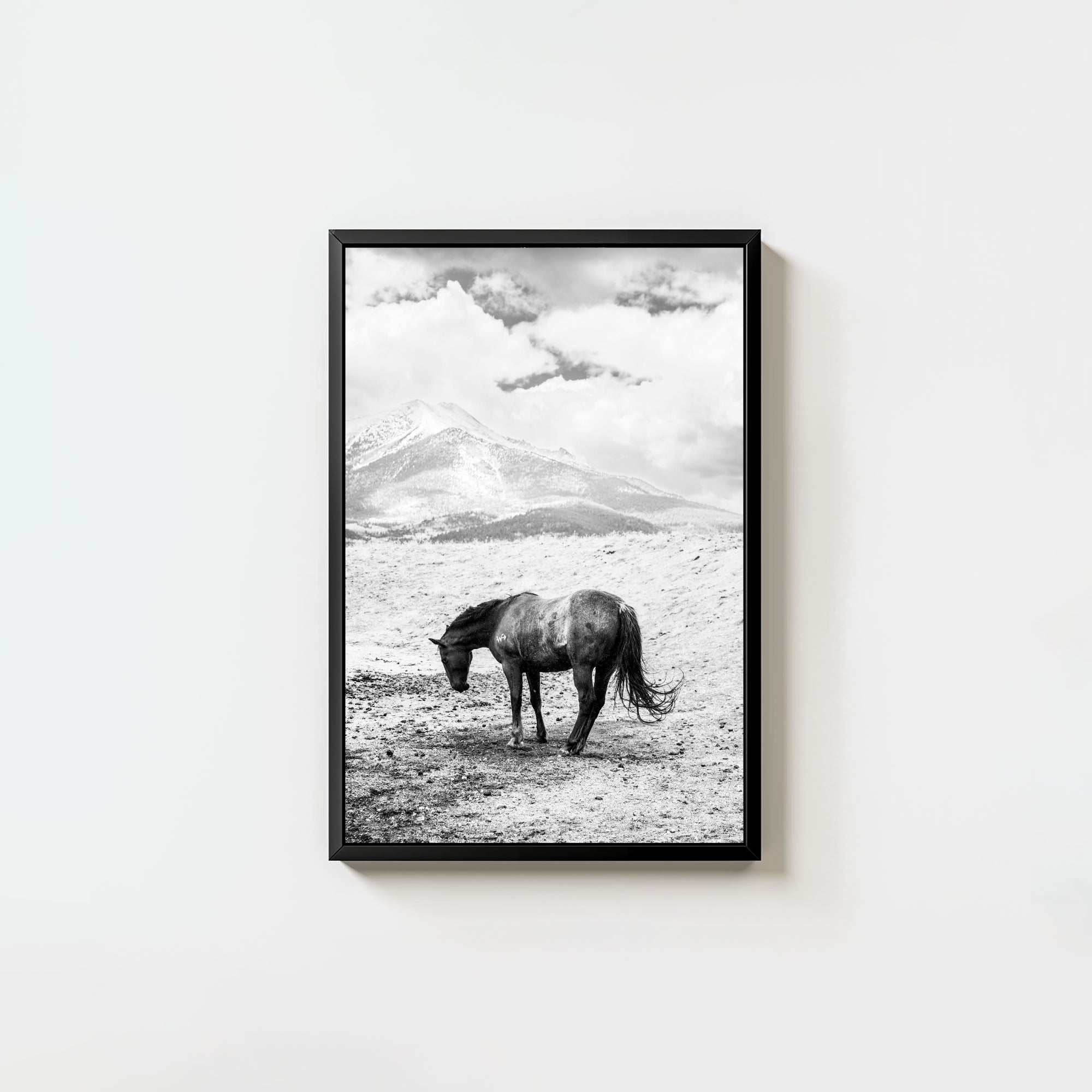 A Horse Named Sturgill
