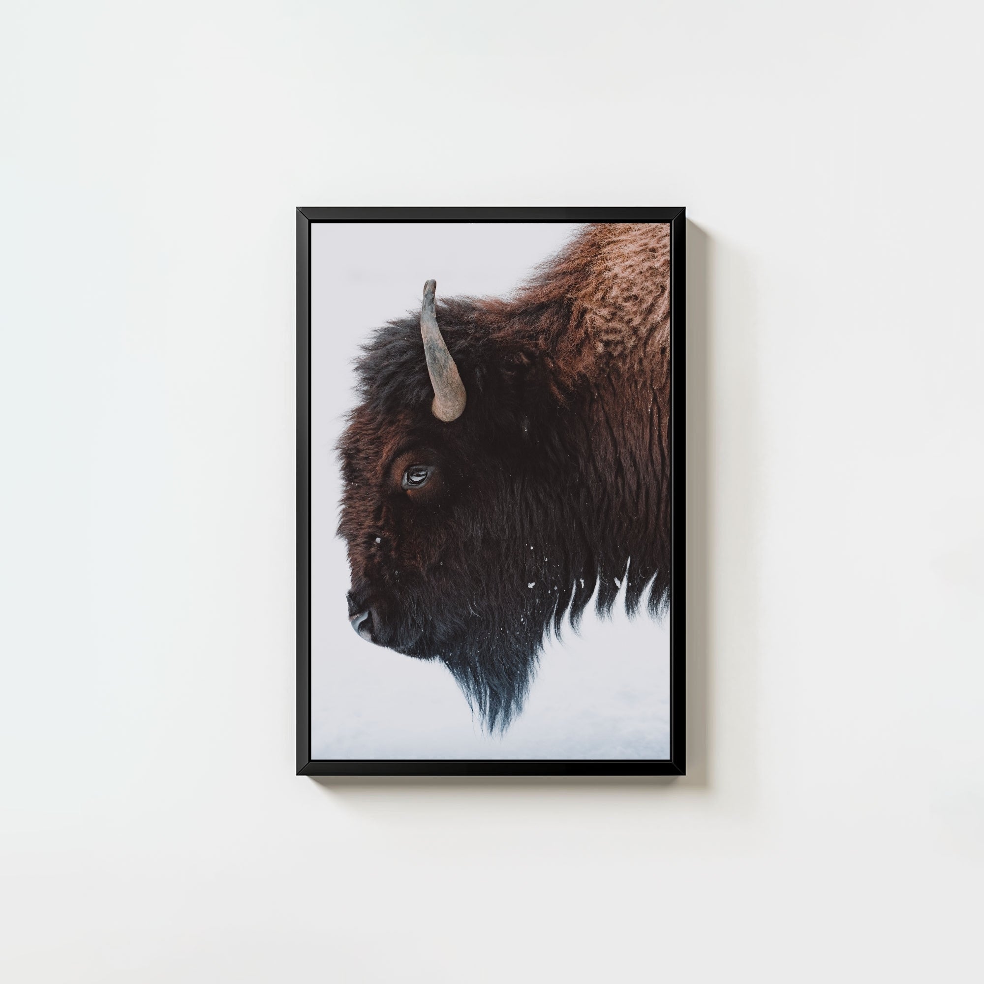 A Bison's Portrait