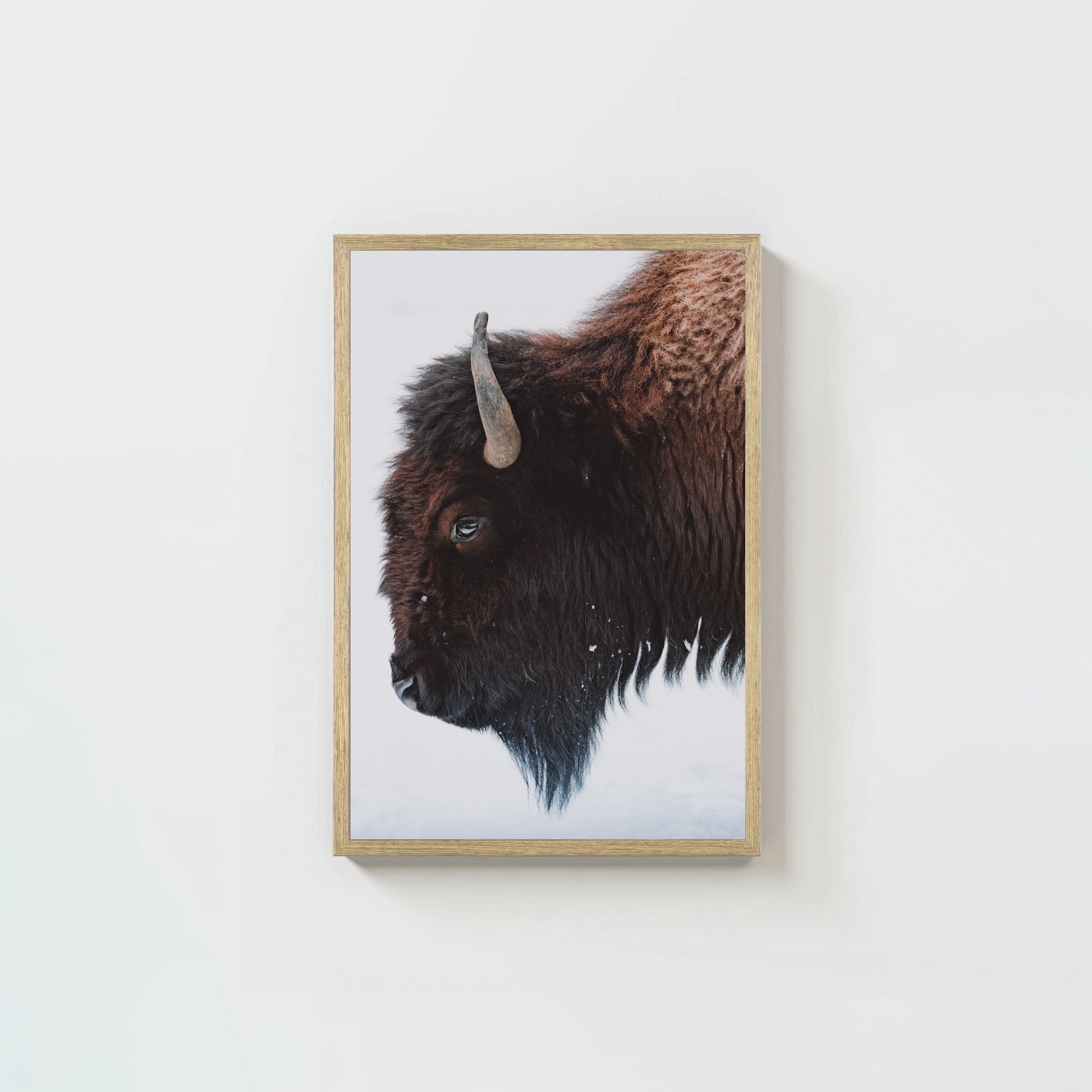 A Bison's Portrait