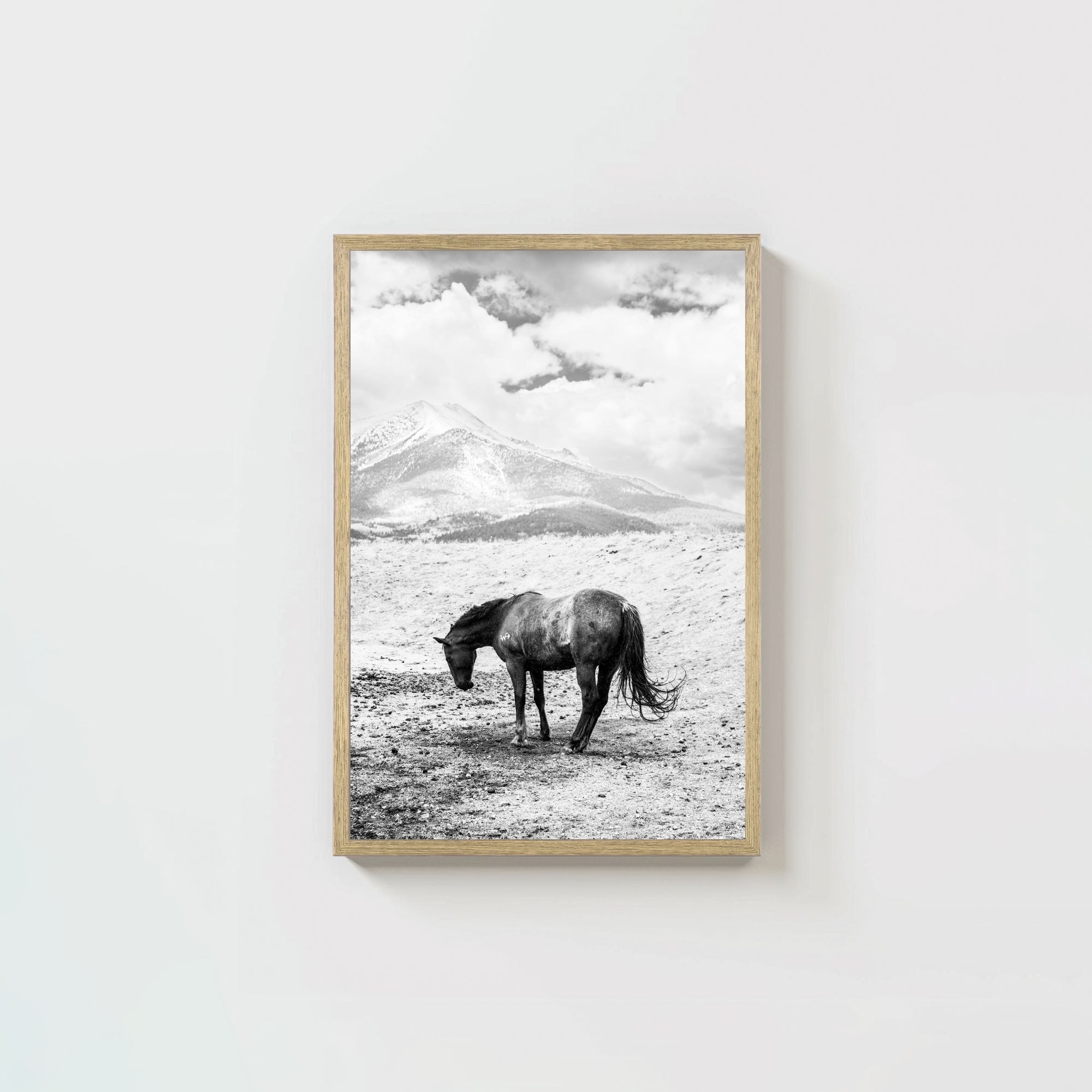 A Horse Named Sturgill