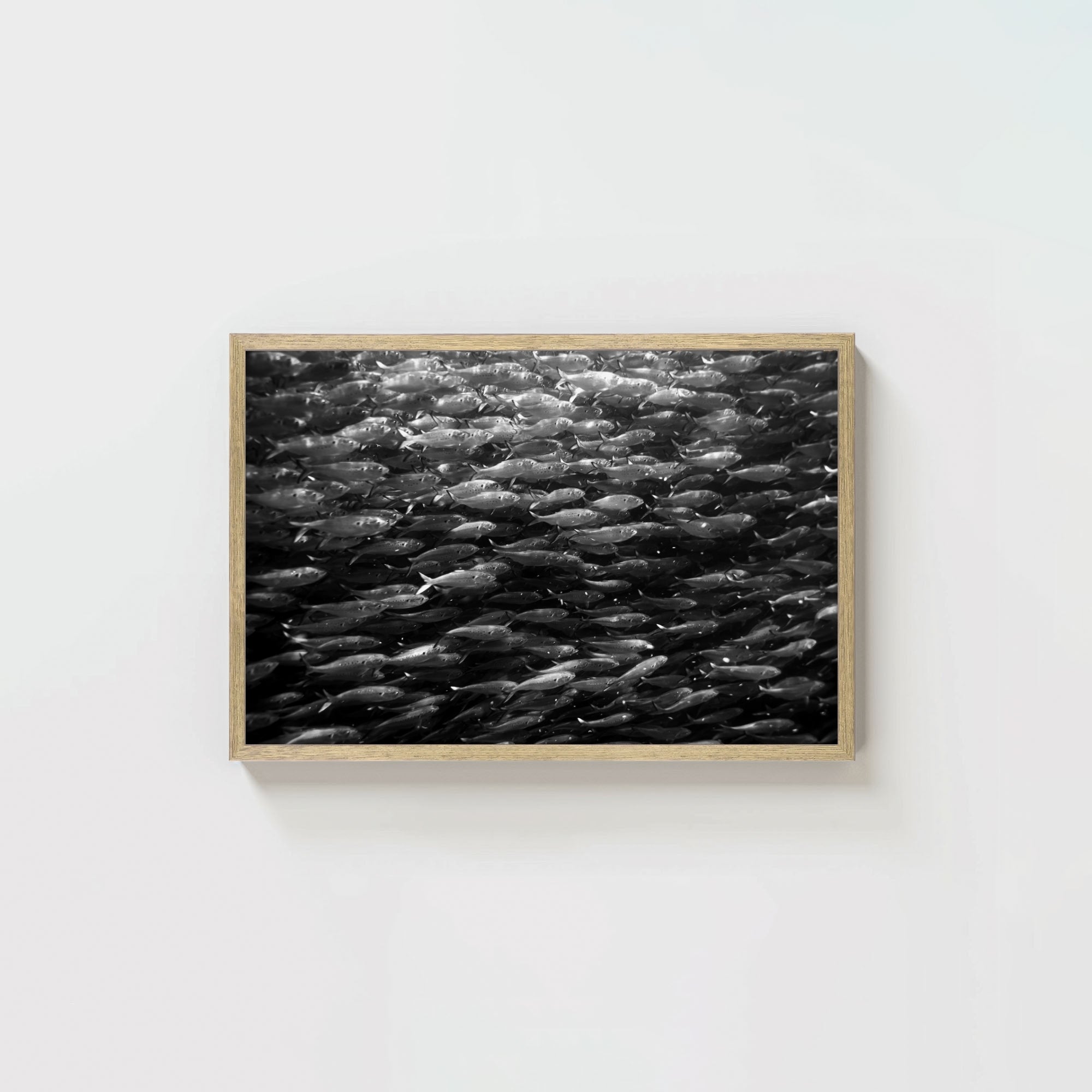 Swimming with Menhaden