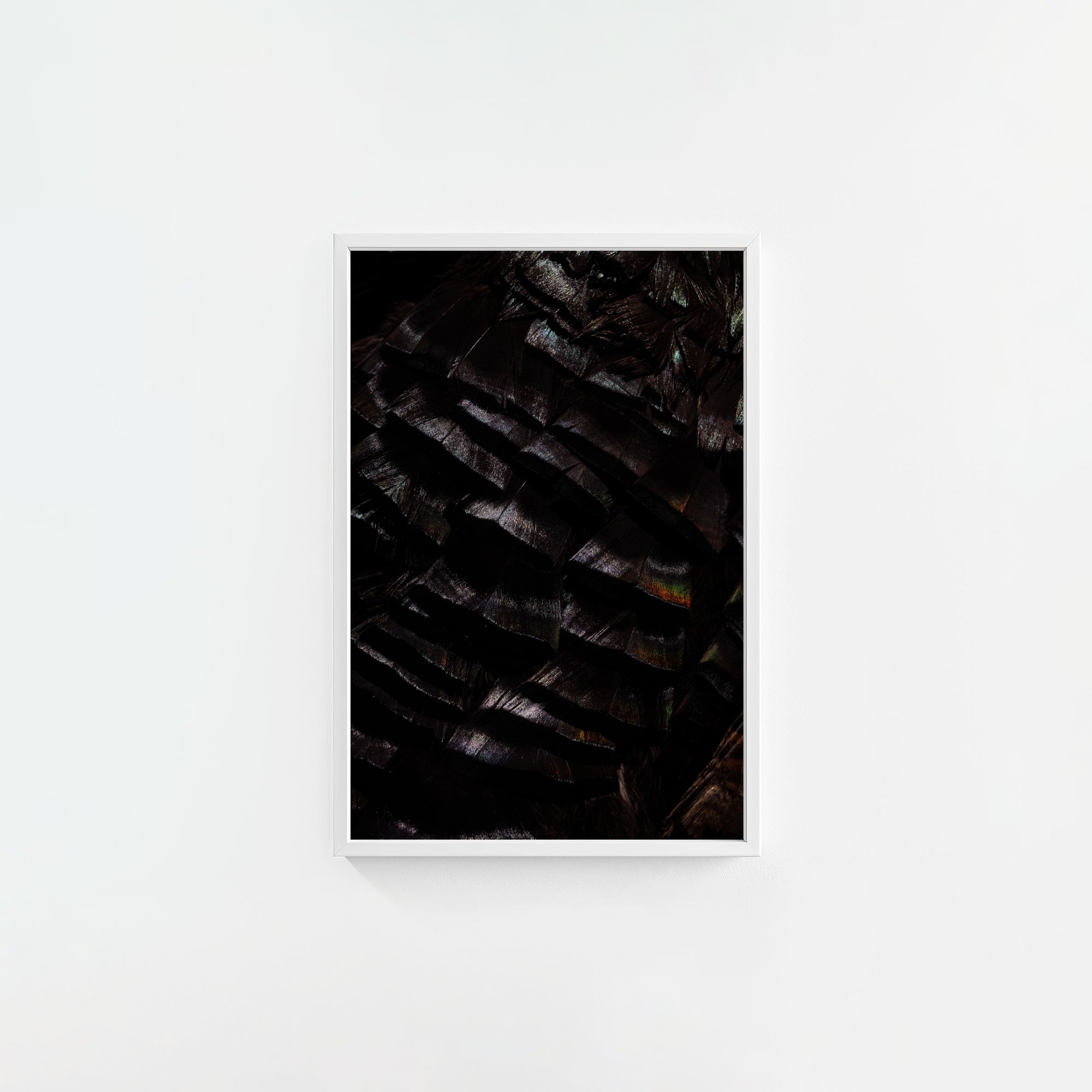 Osceola Feathers