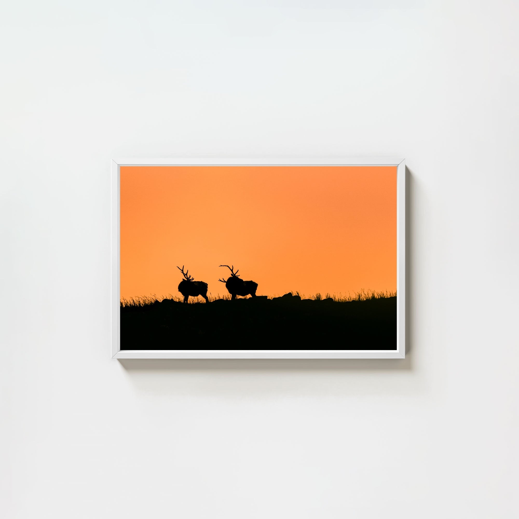 Wapiti