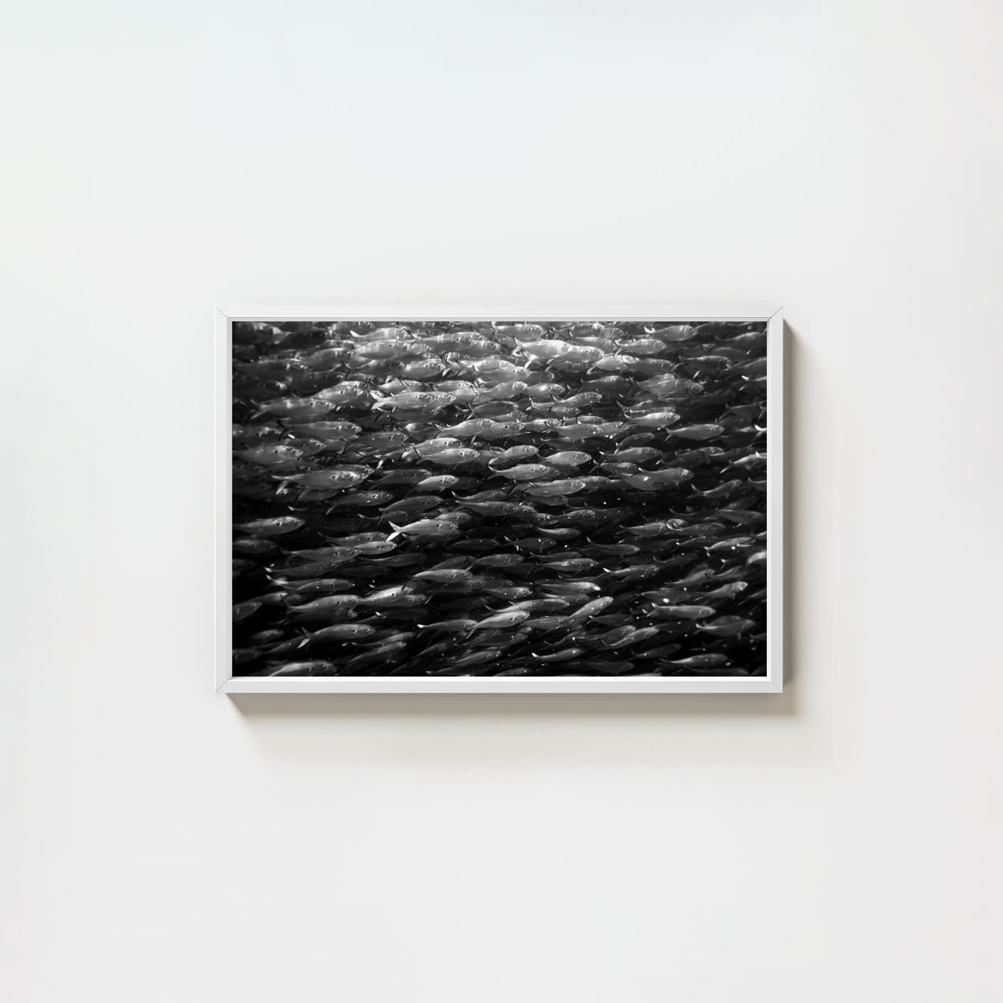 Swimming with Menhaden