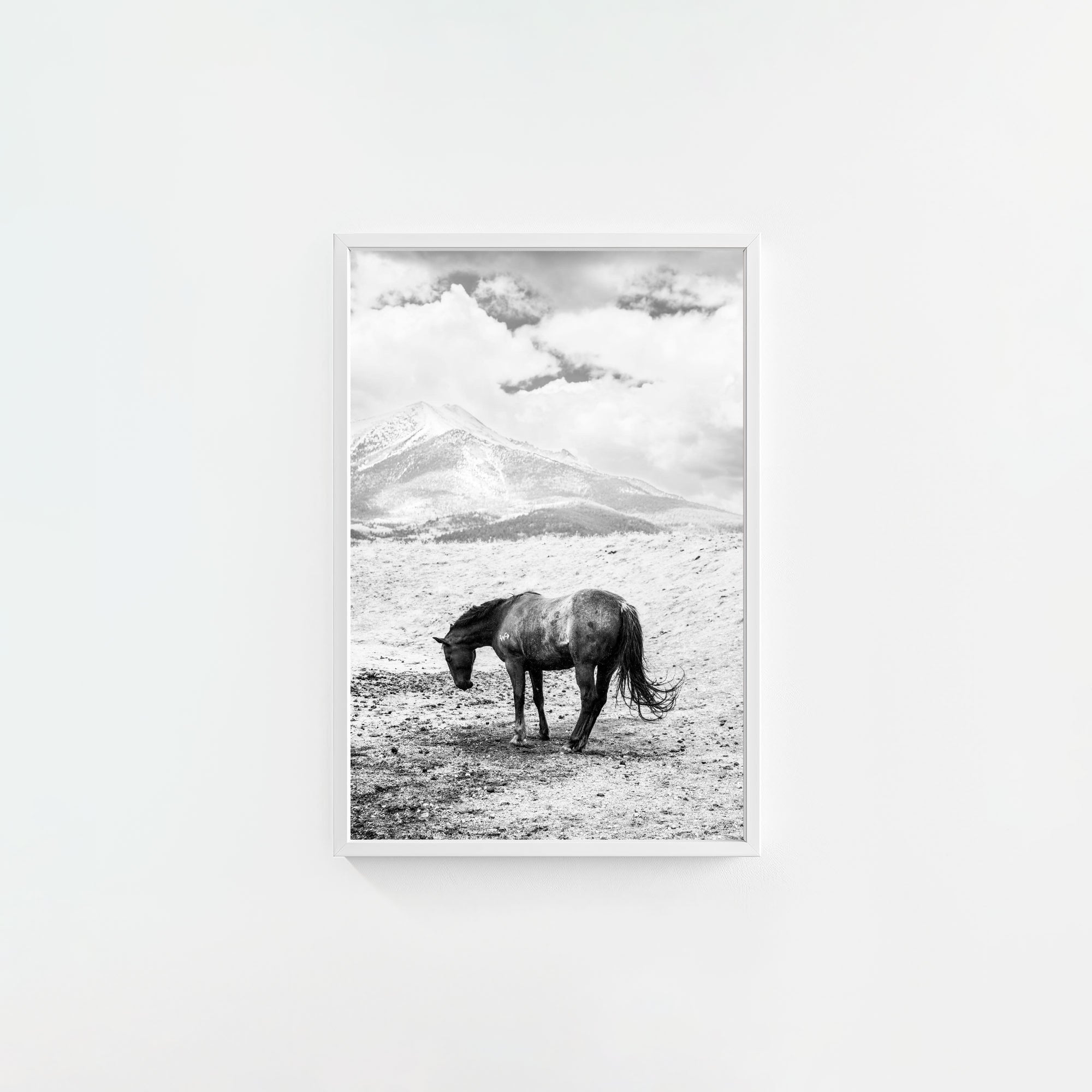 A Horse Named Sturgill