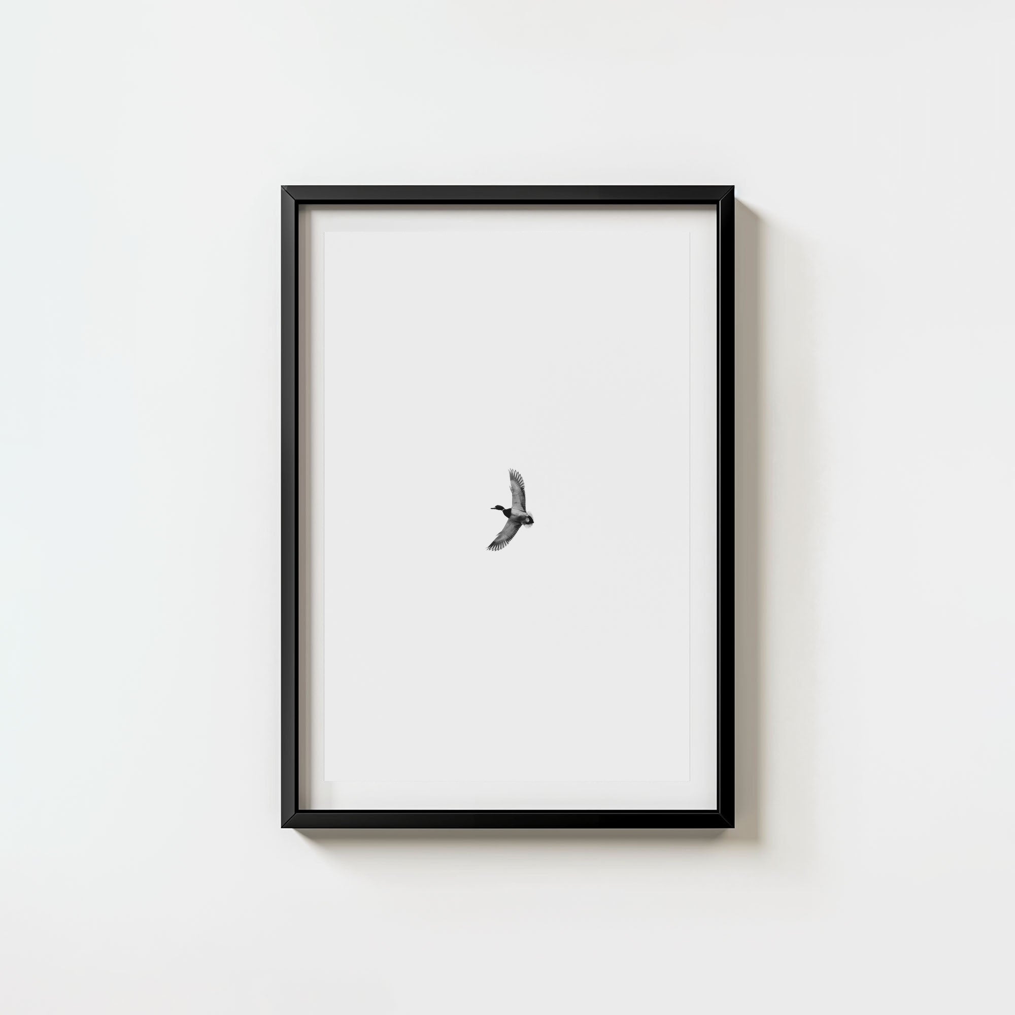 Greenhead