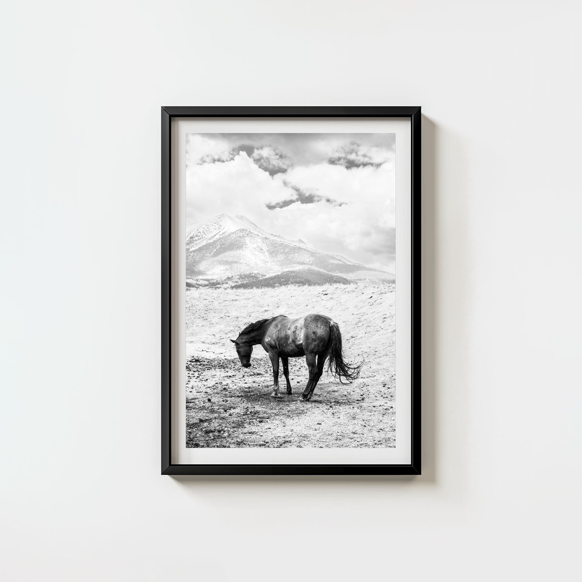 A Horse Named Sturgill