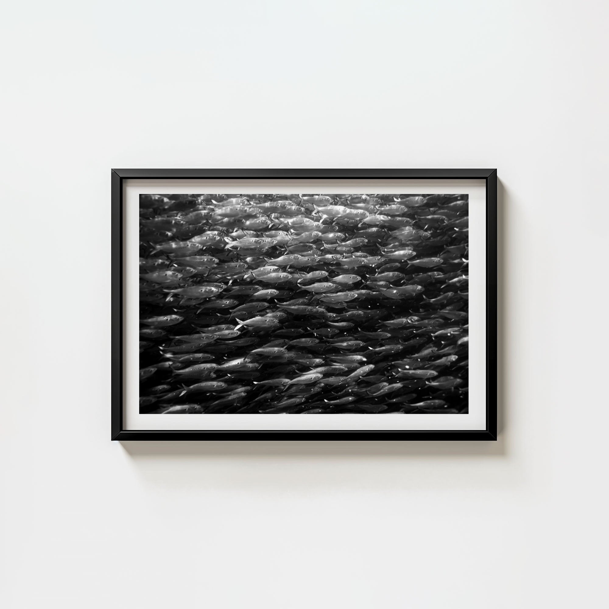 Swimming with Menhaden