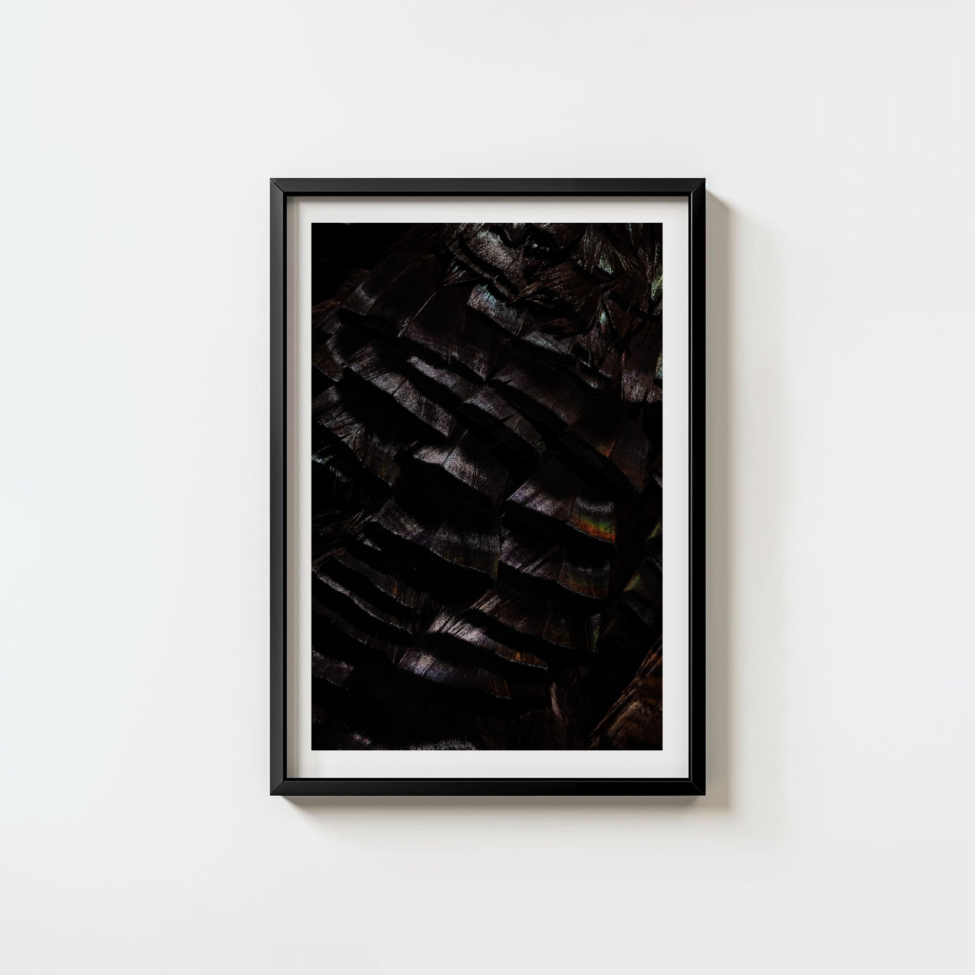 Osceola Feathers