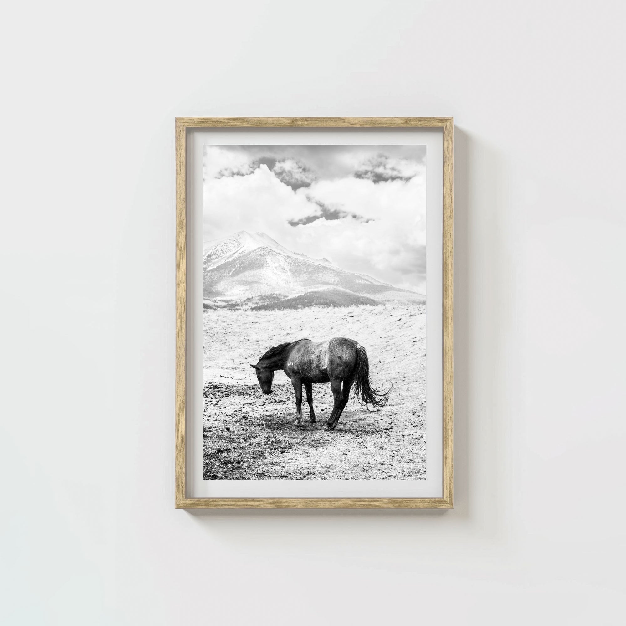 A Horse Named Sturgill