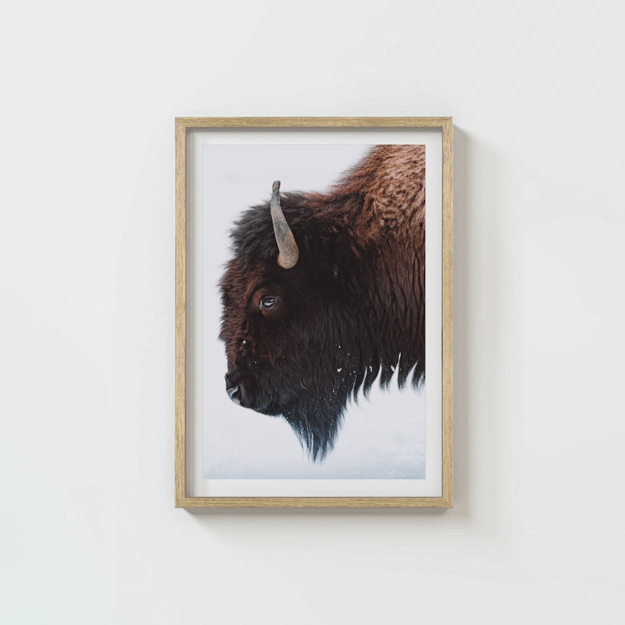 A Bison's Portrait