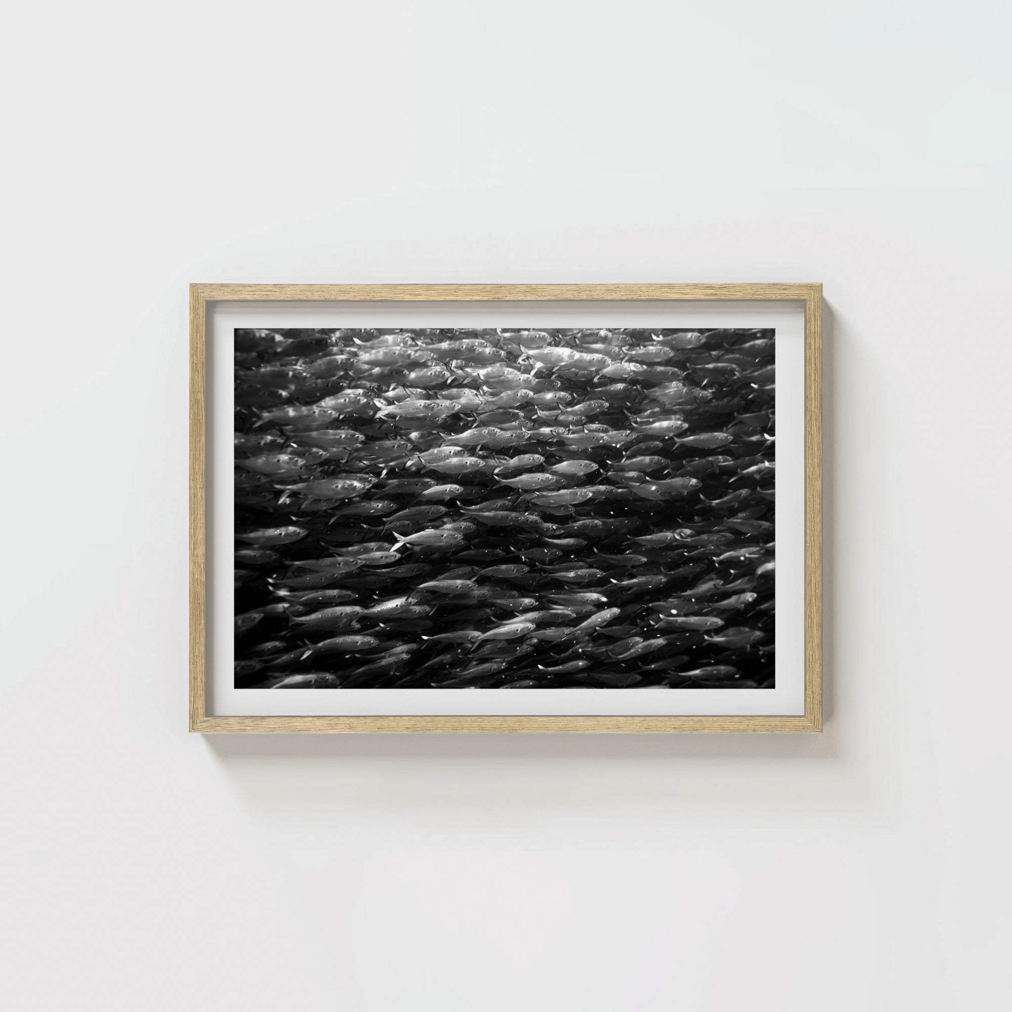 Swimming with Menhaden