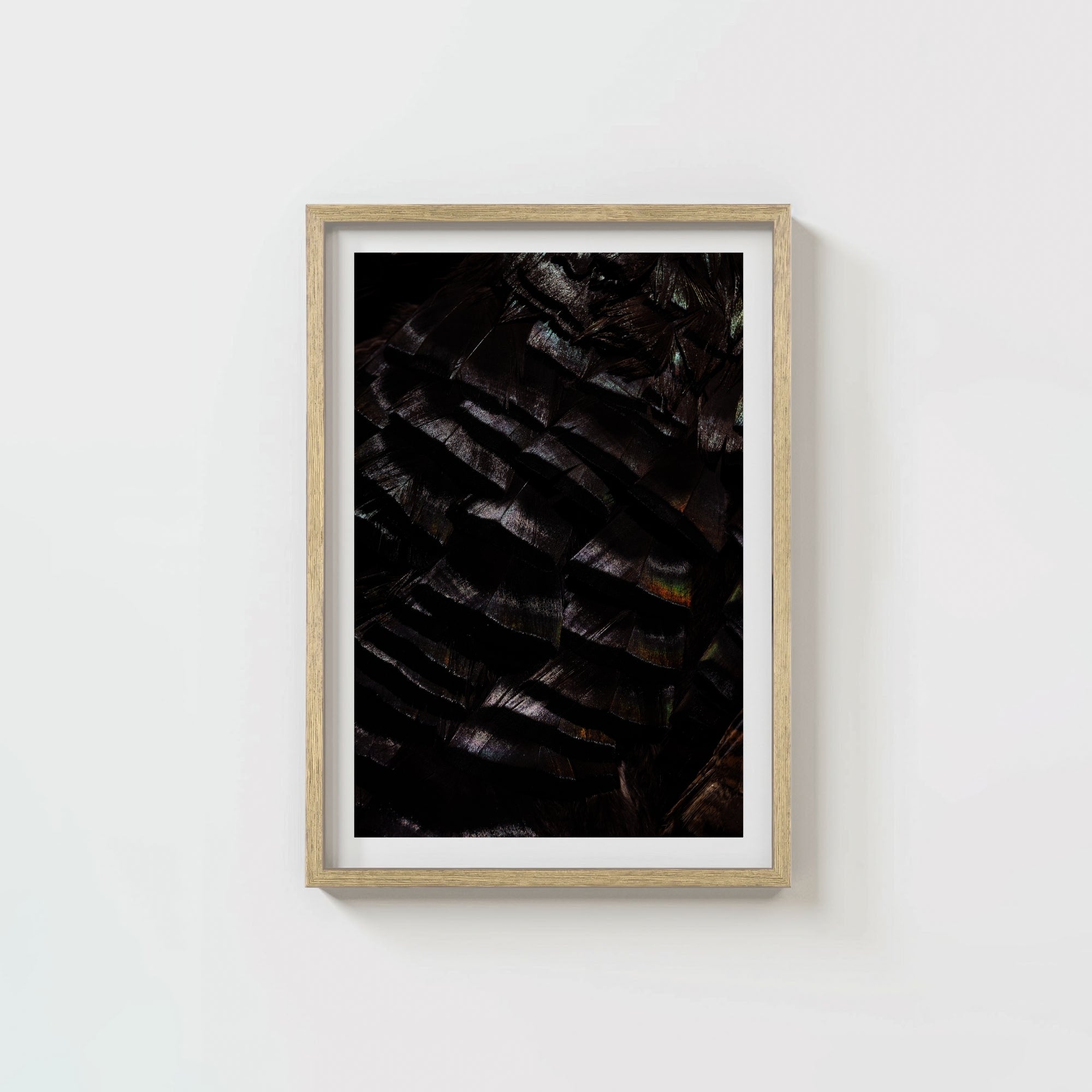 Osceola Feathers