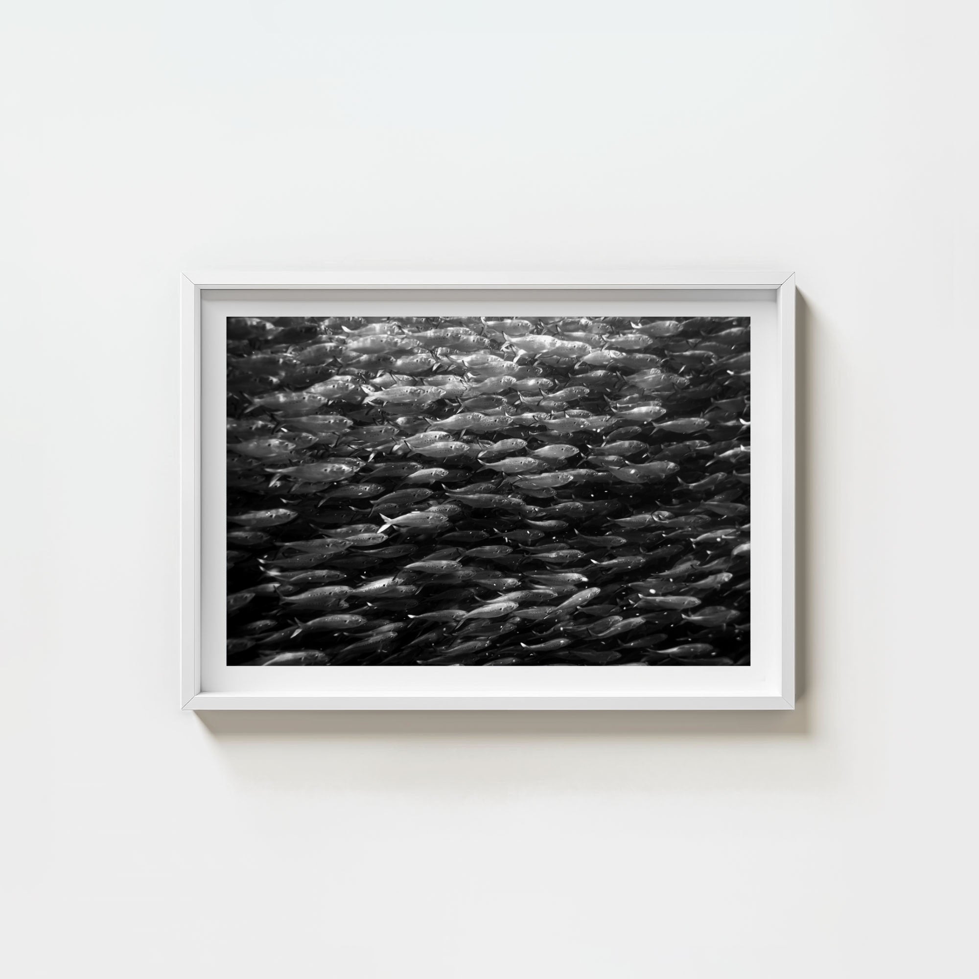 Swimming with Menhaden
