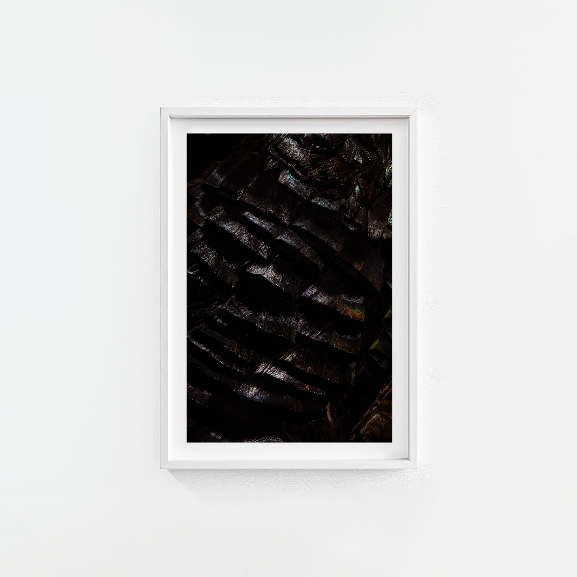 Osceola Feathers