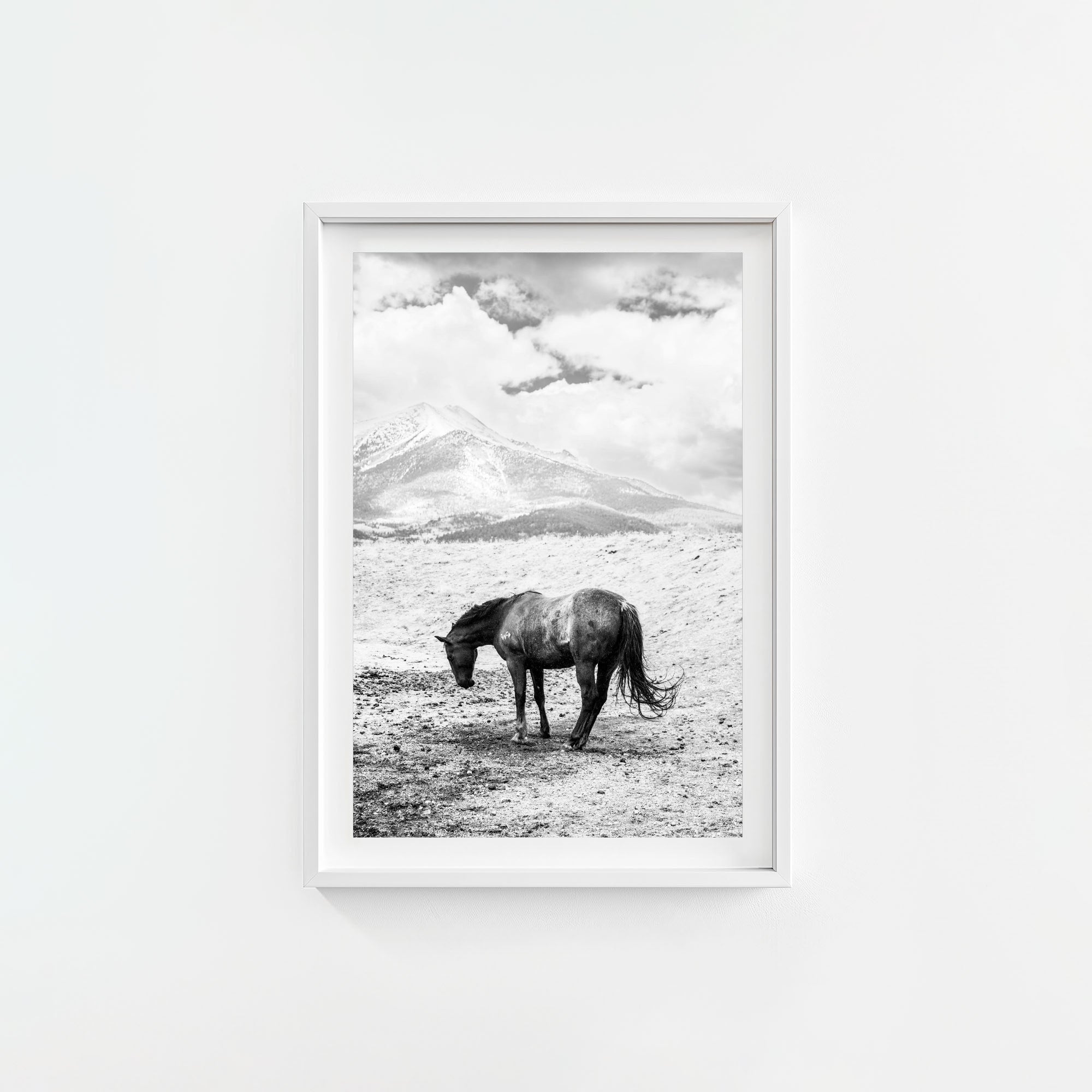 A Horse Named Sturgill