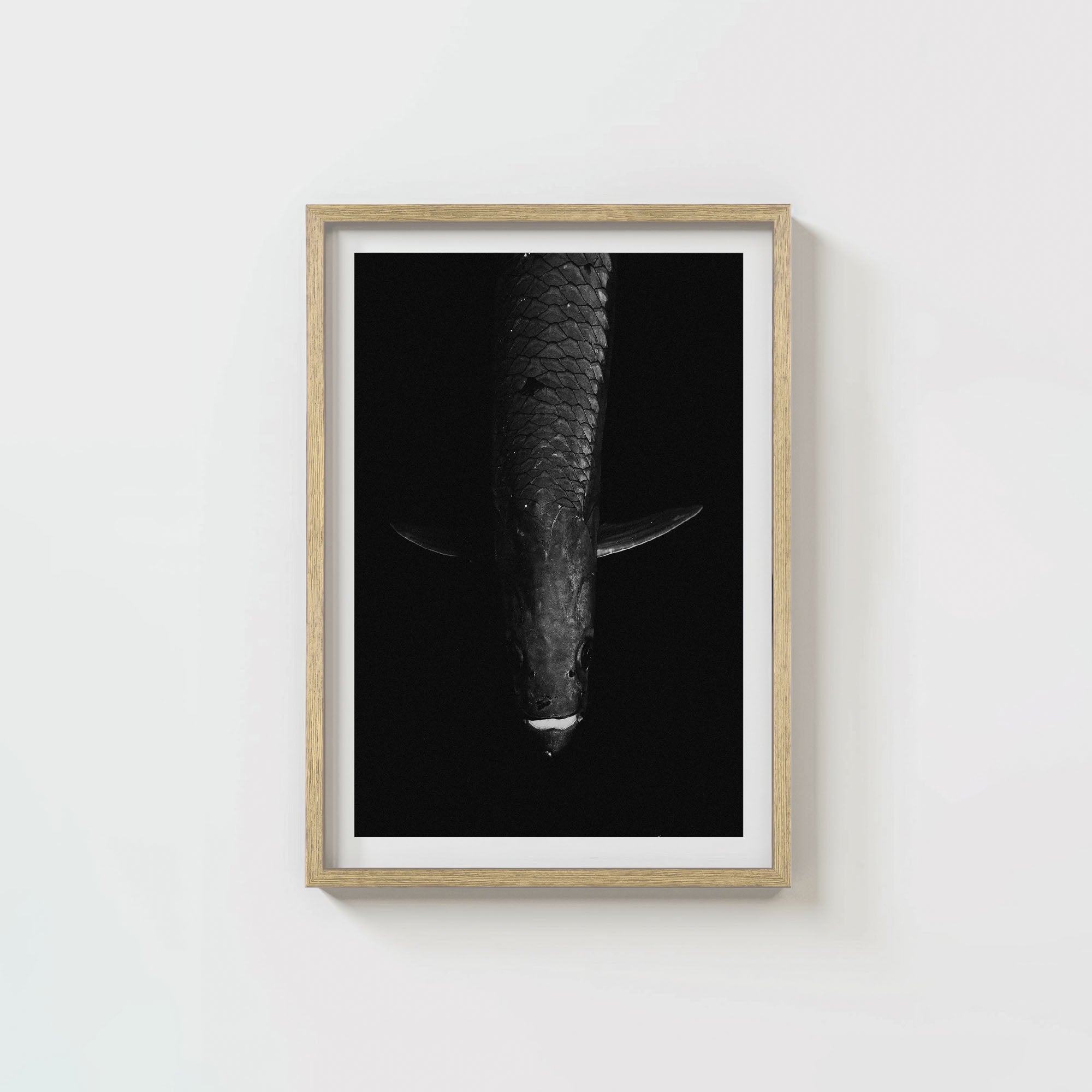 Tarpon: 'Dark Side Of The King' (6 Left!)