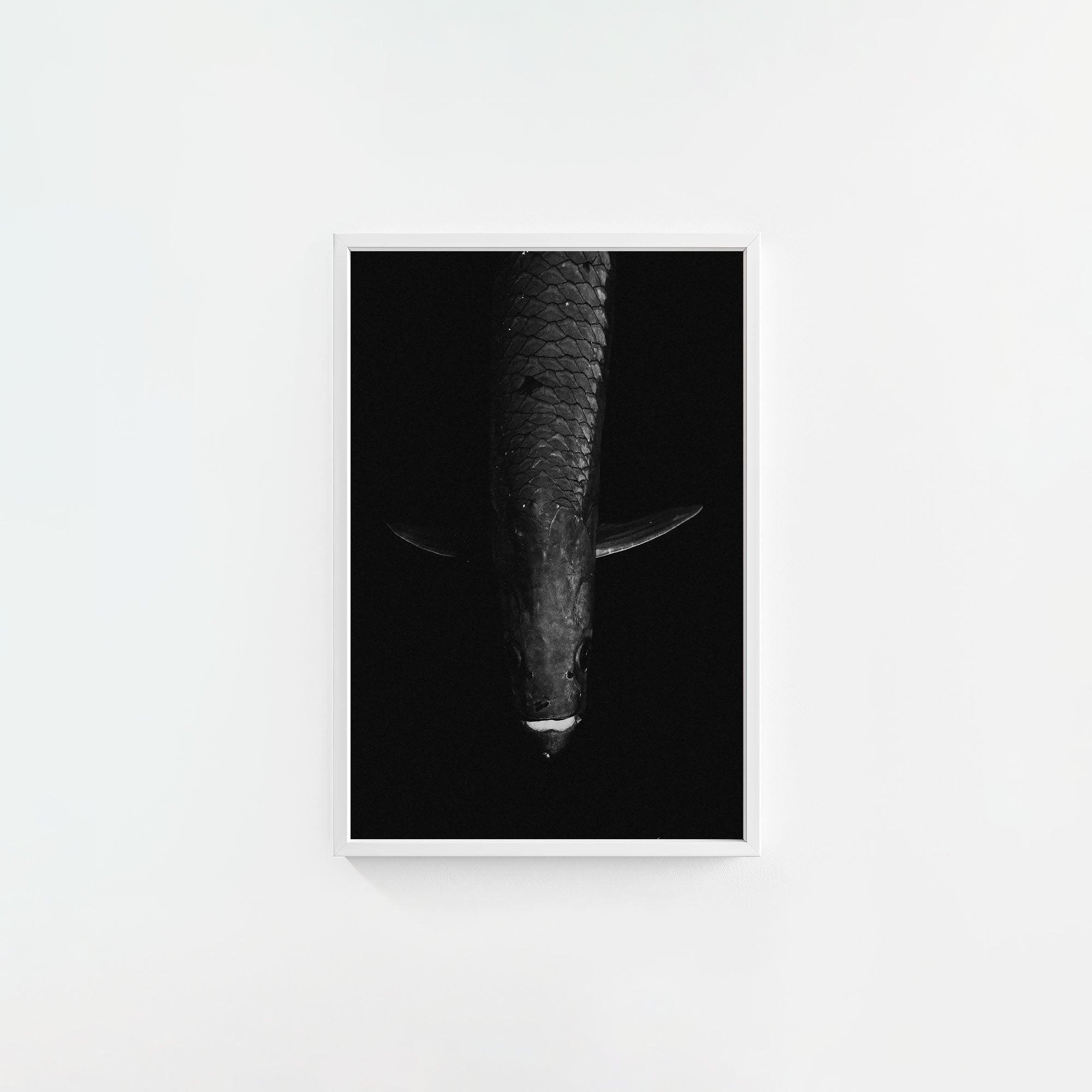 Tarpon: 'Dark Side Of The King' (6 Left!)