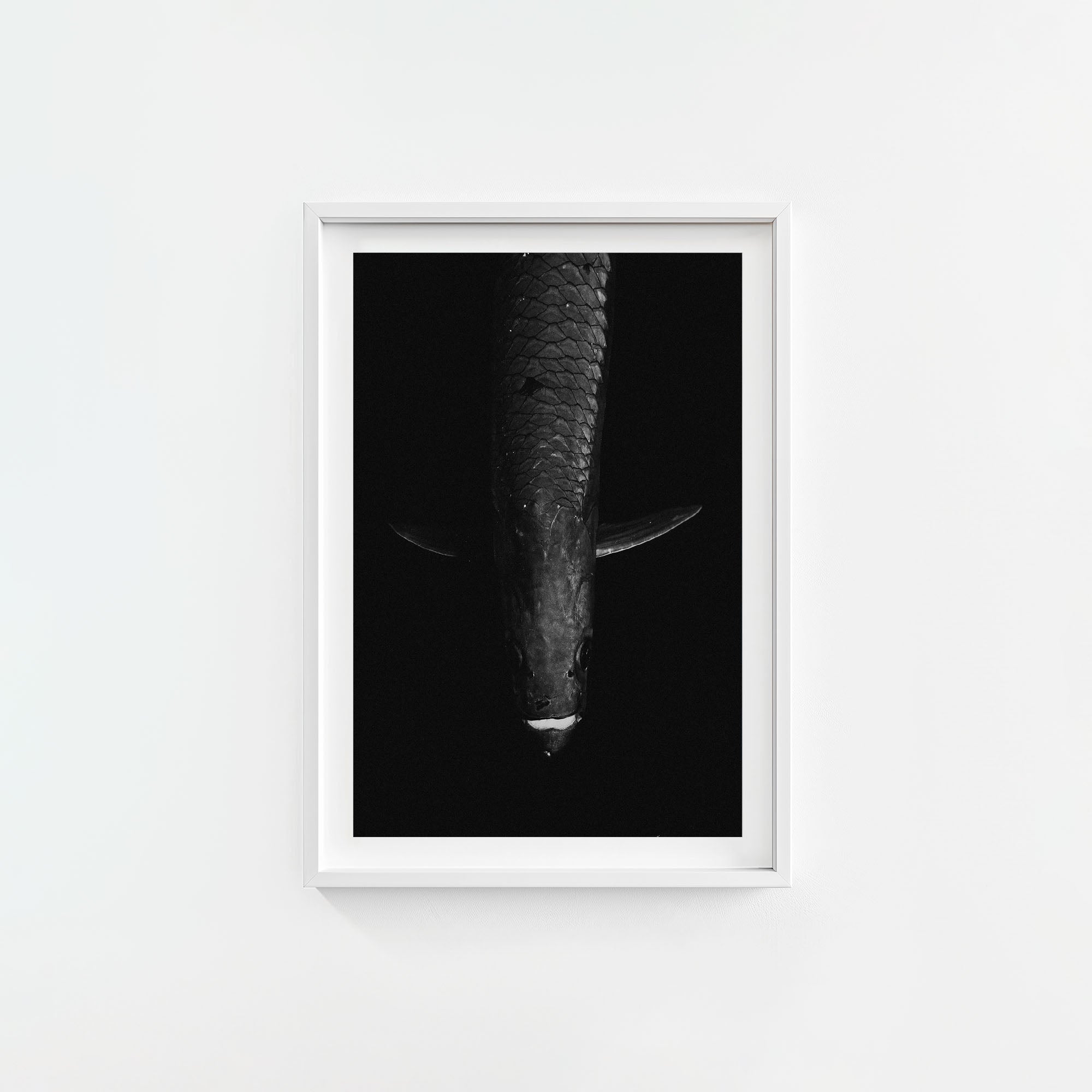 Tarpon: 'Dark Side Of The King' (6 Left!)