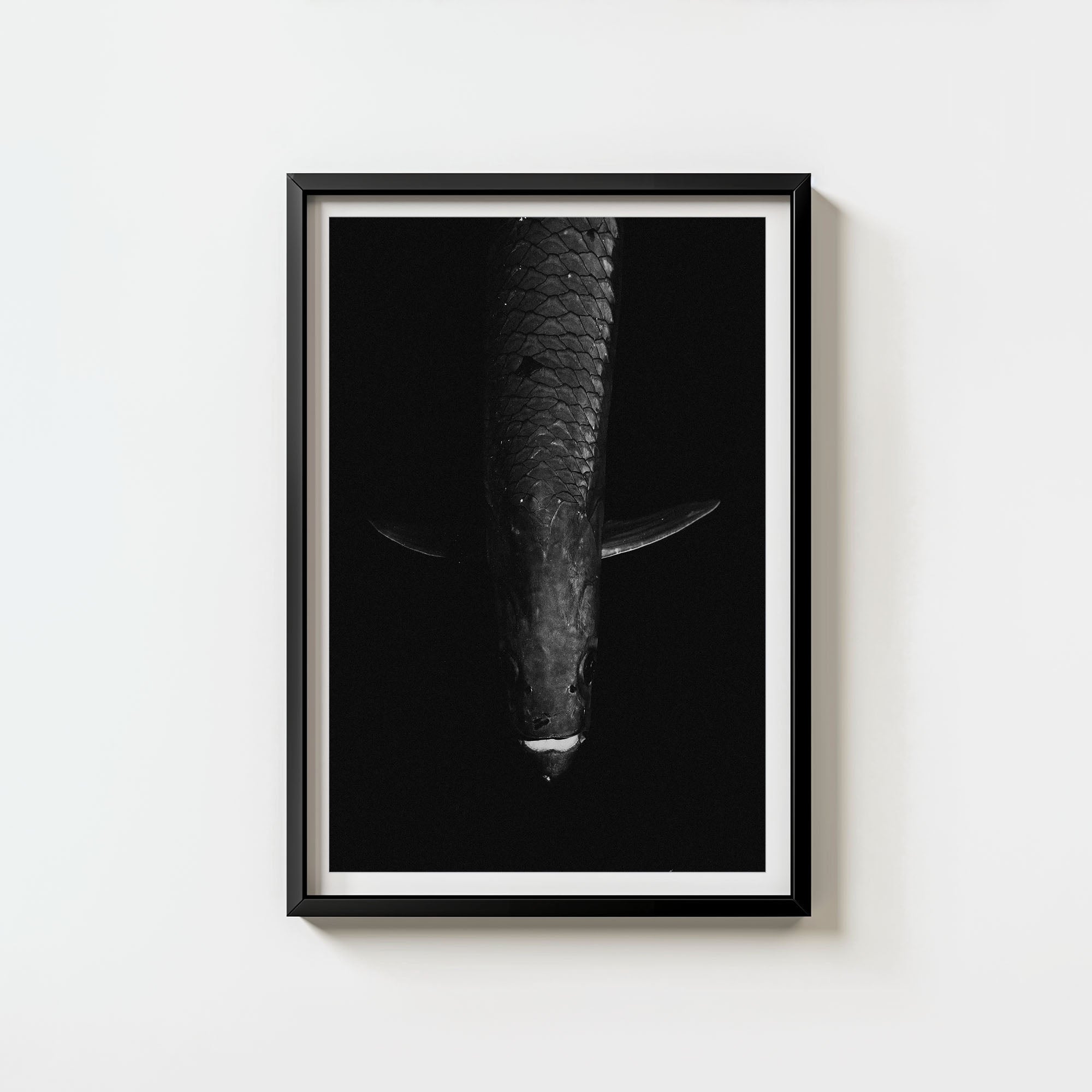 Tarpon: 'Dark Side Of The King' (6 Left!)