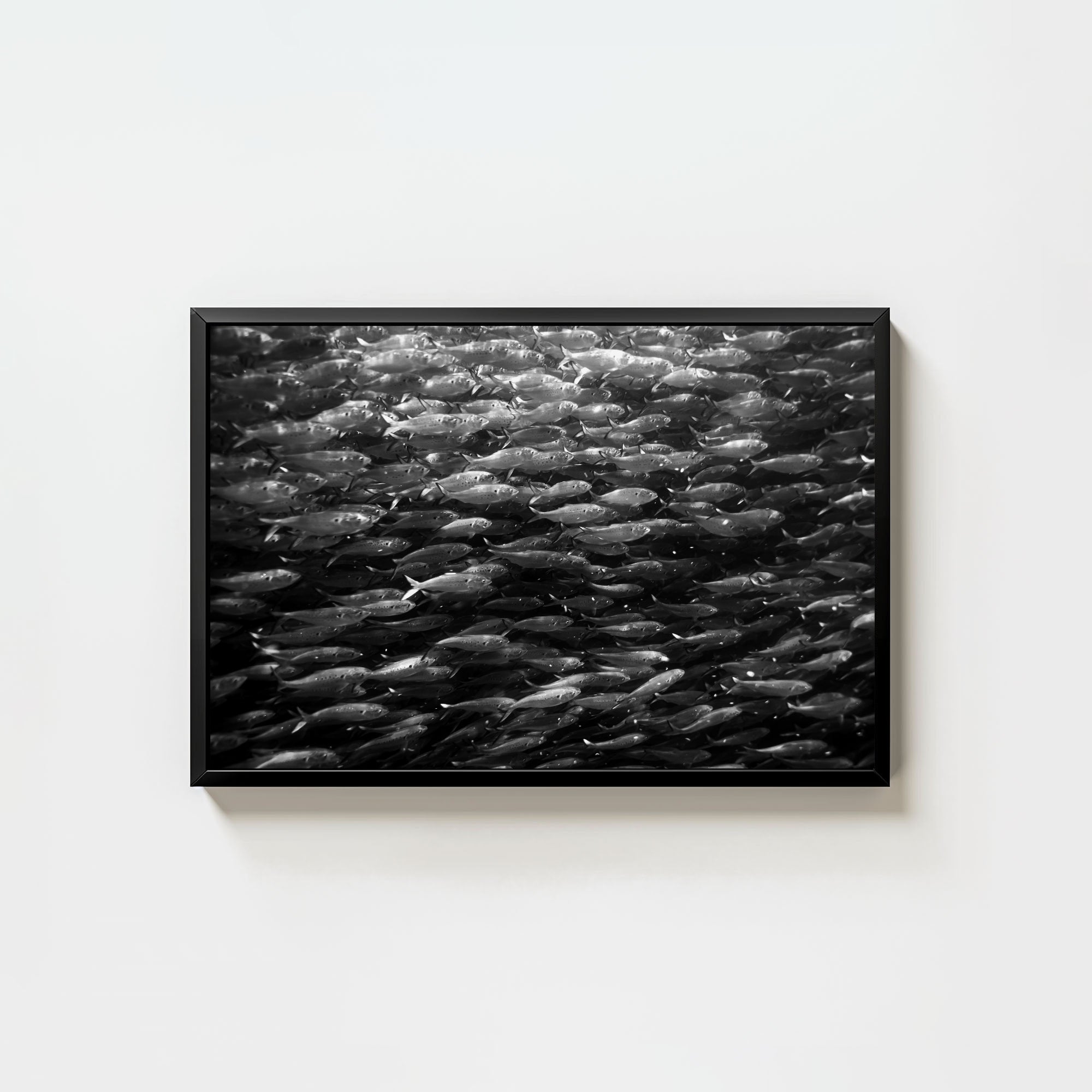 Swimming with Menhaden