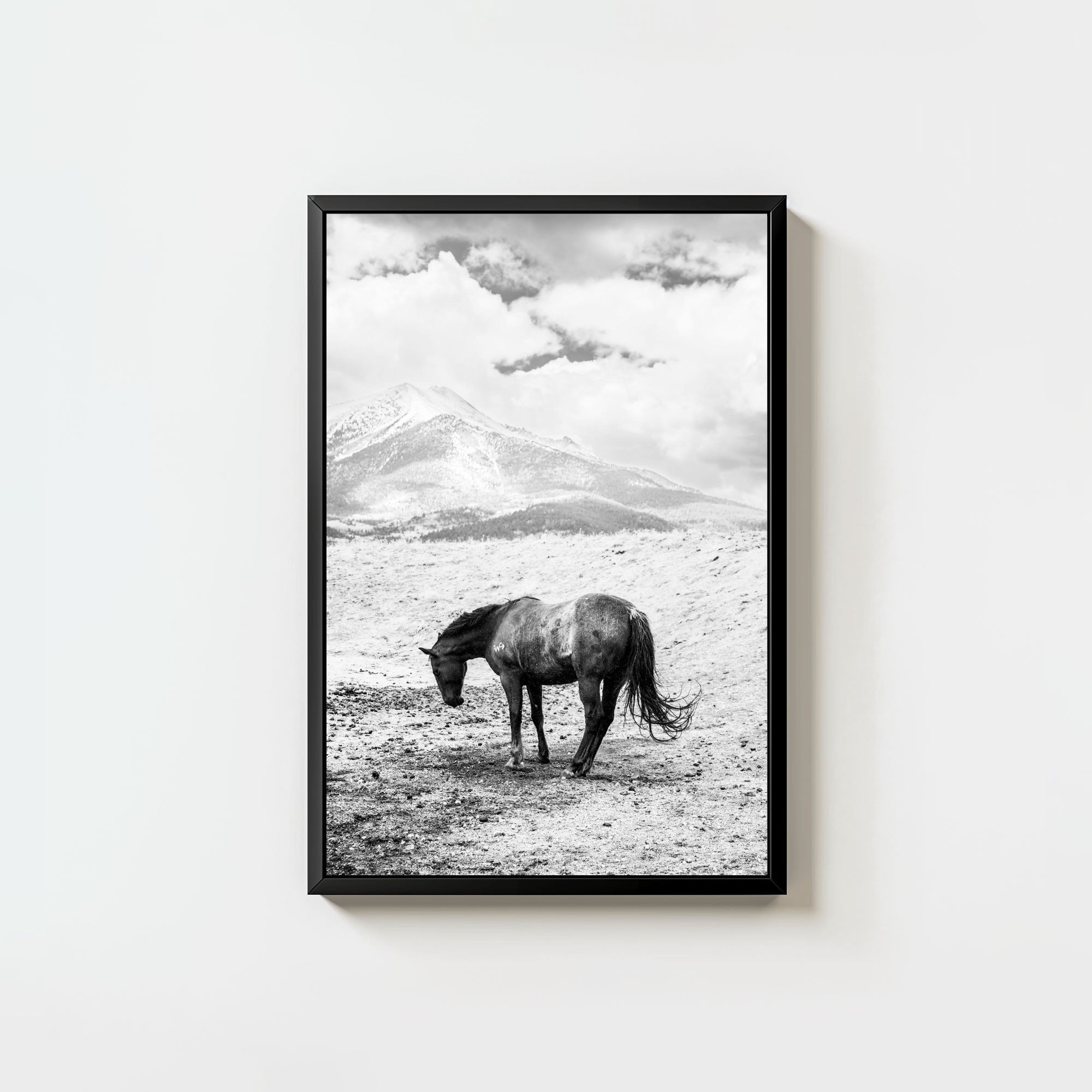 A Horse Named Sturgill