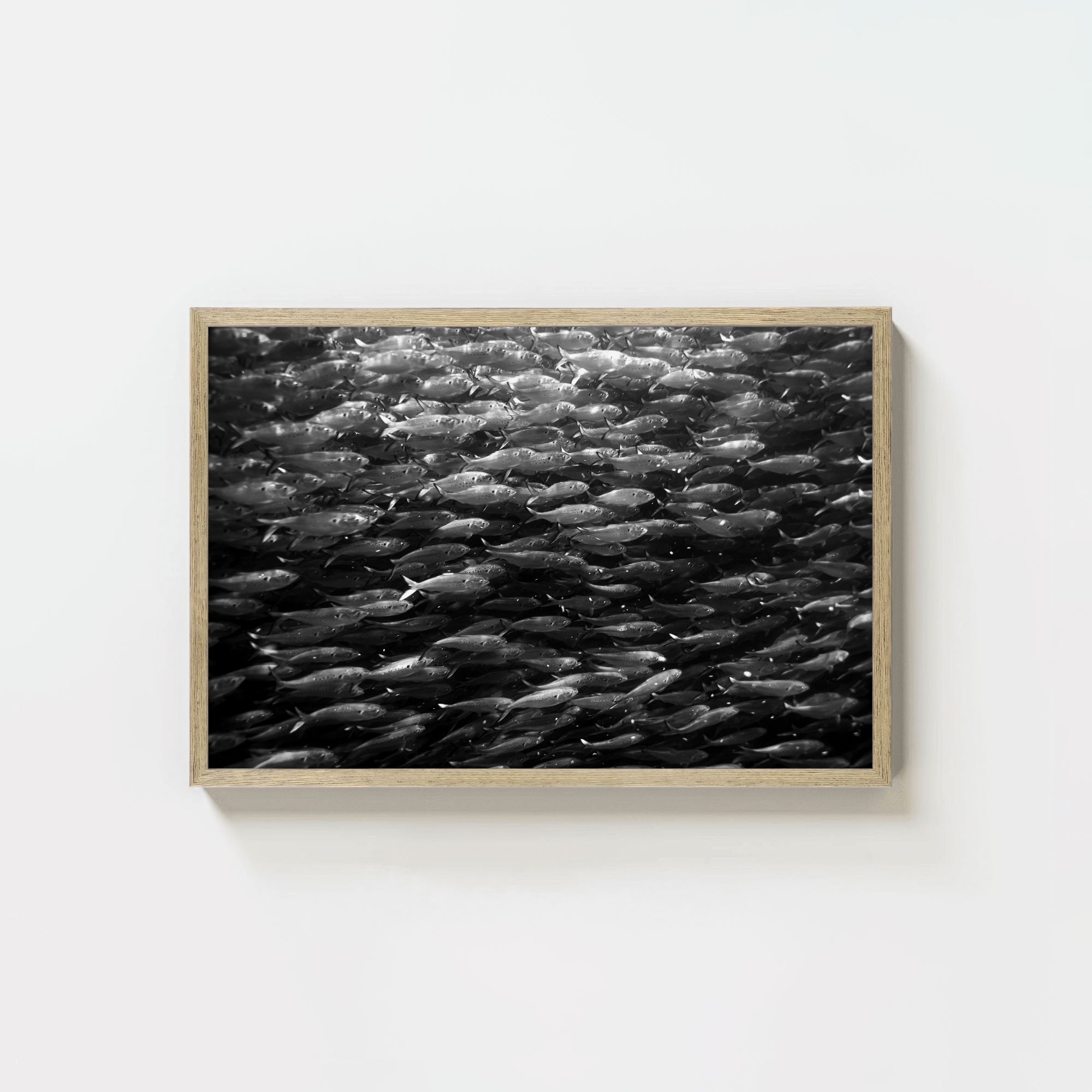 Swimming with Menhaden