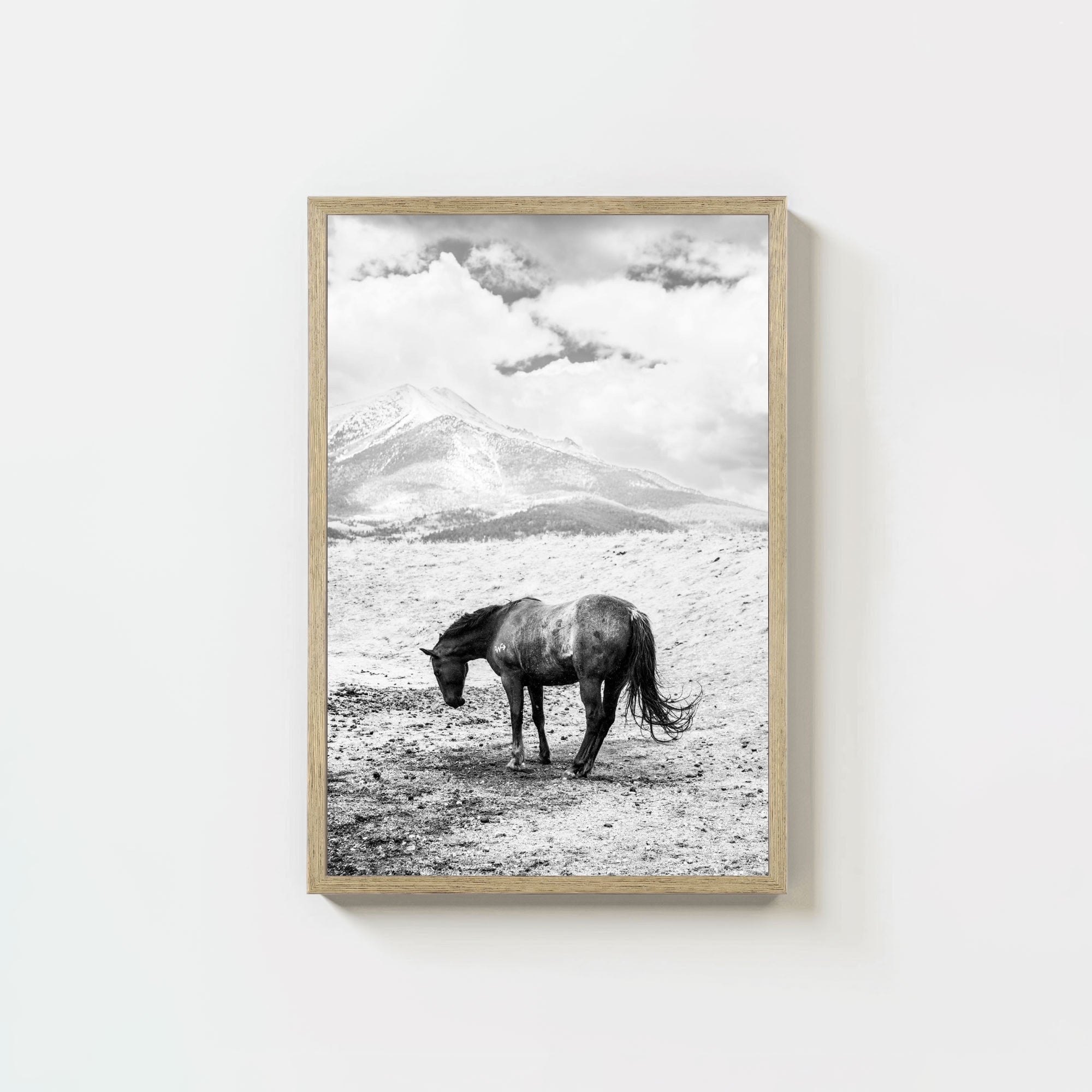 A Horse Named Sturgill