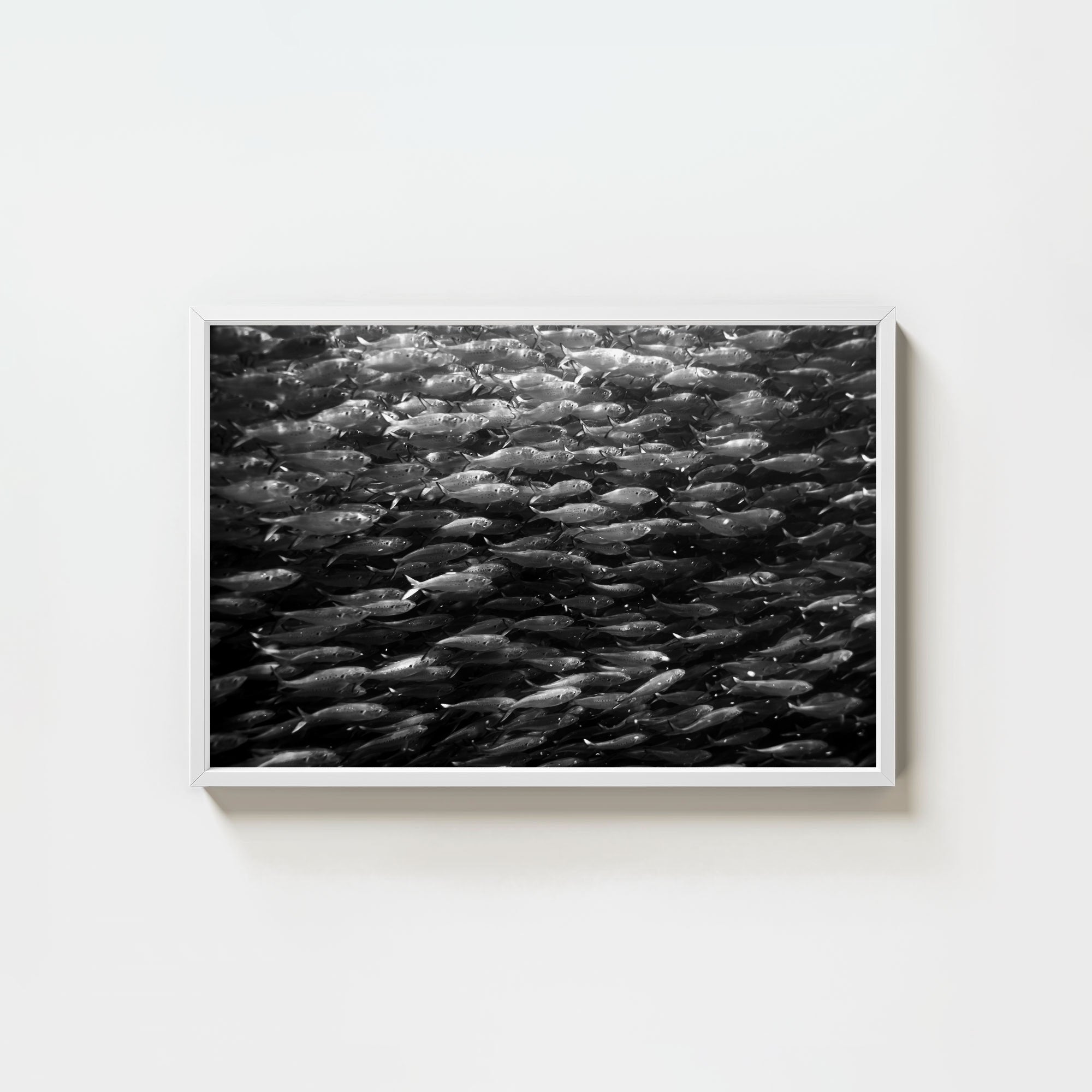 Swimming with Menhaden