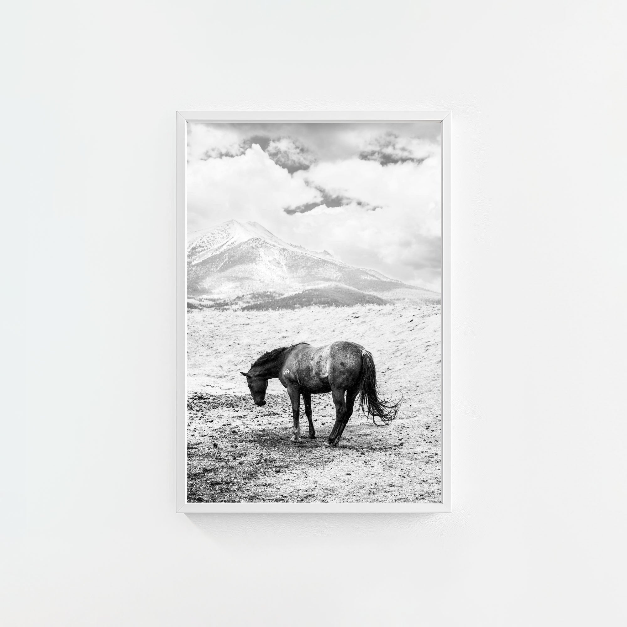 A Horse Named Sturgill