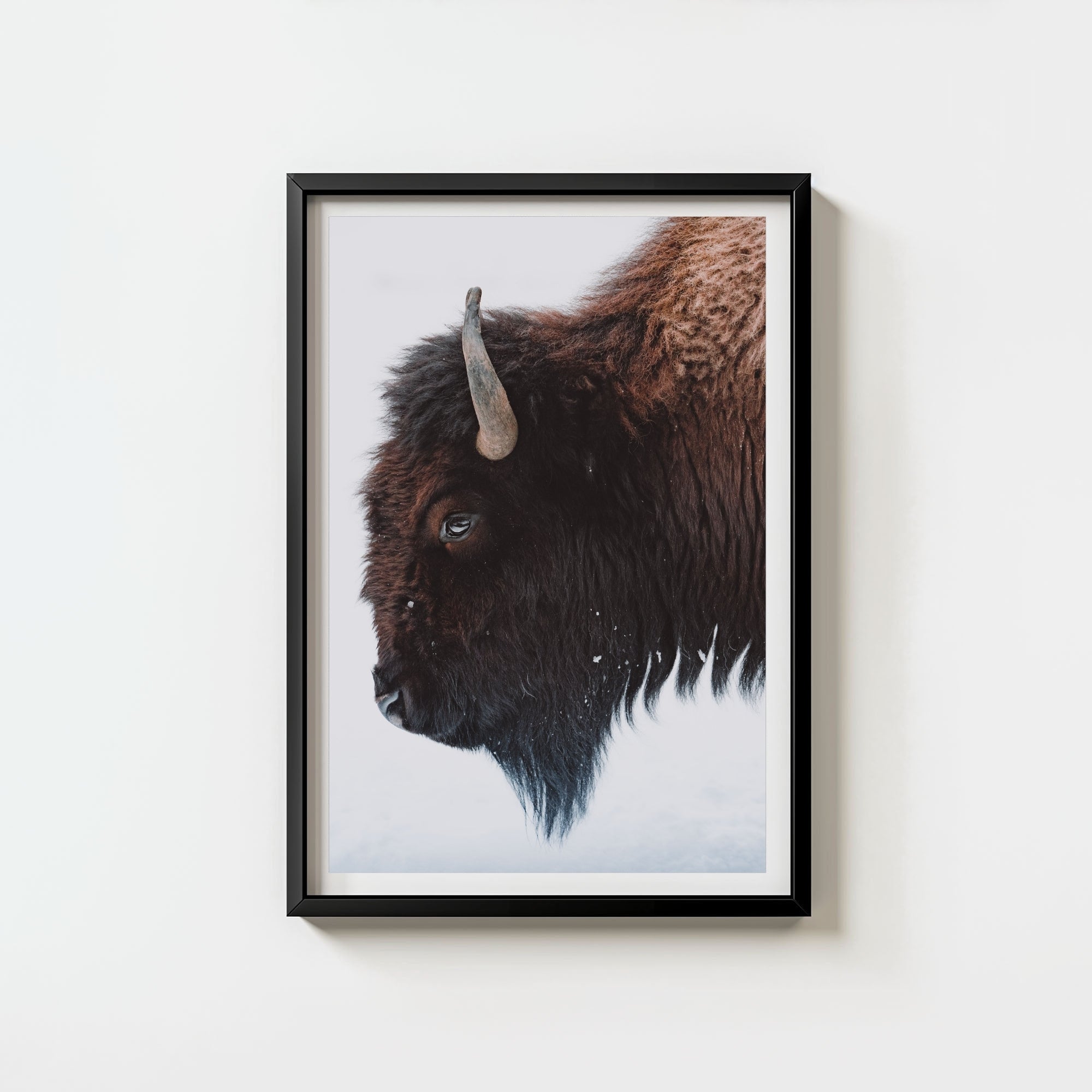 A Bison's Portrait