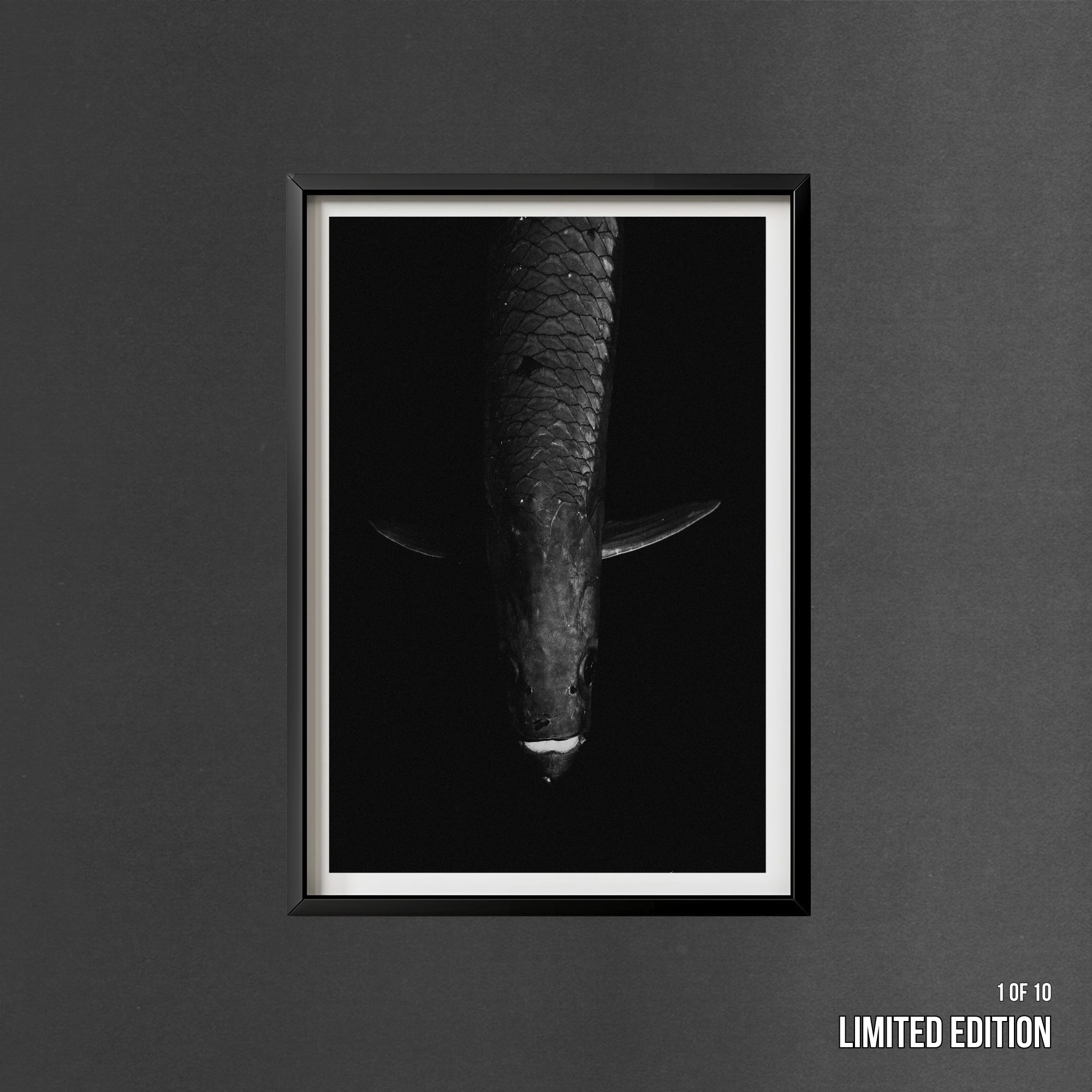 Tarpon: 'Dark Side Of The King' (6 Left!)