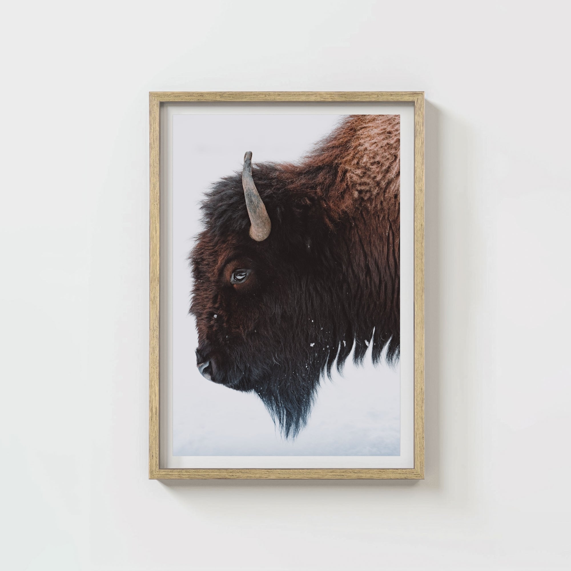 A Bison's Portrait