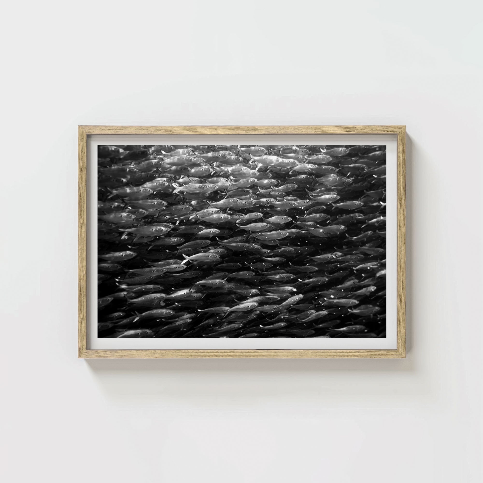 Swimming with Menhaden