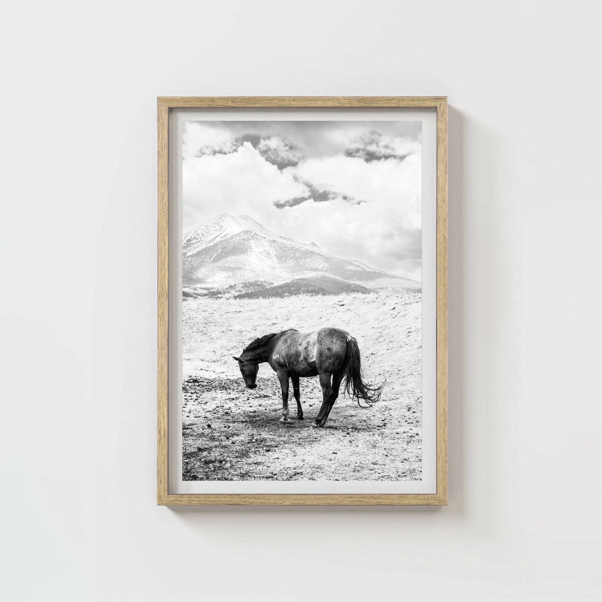 A Horse Named Sturgill
