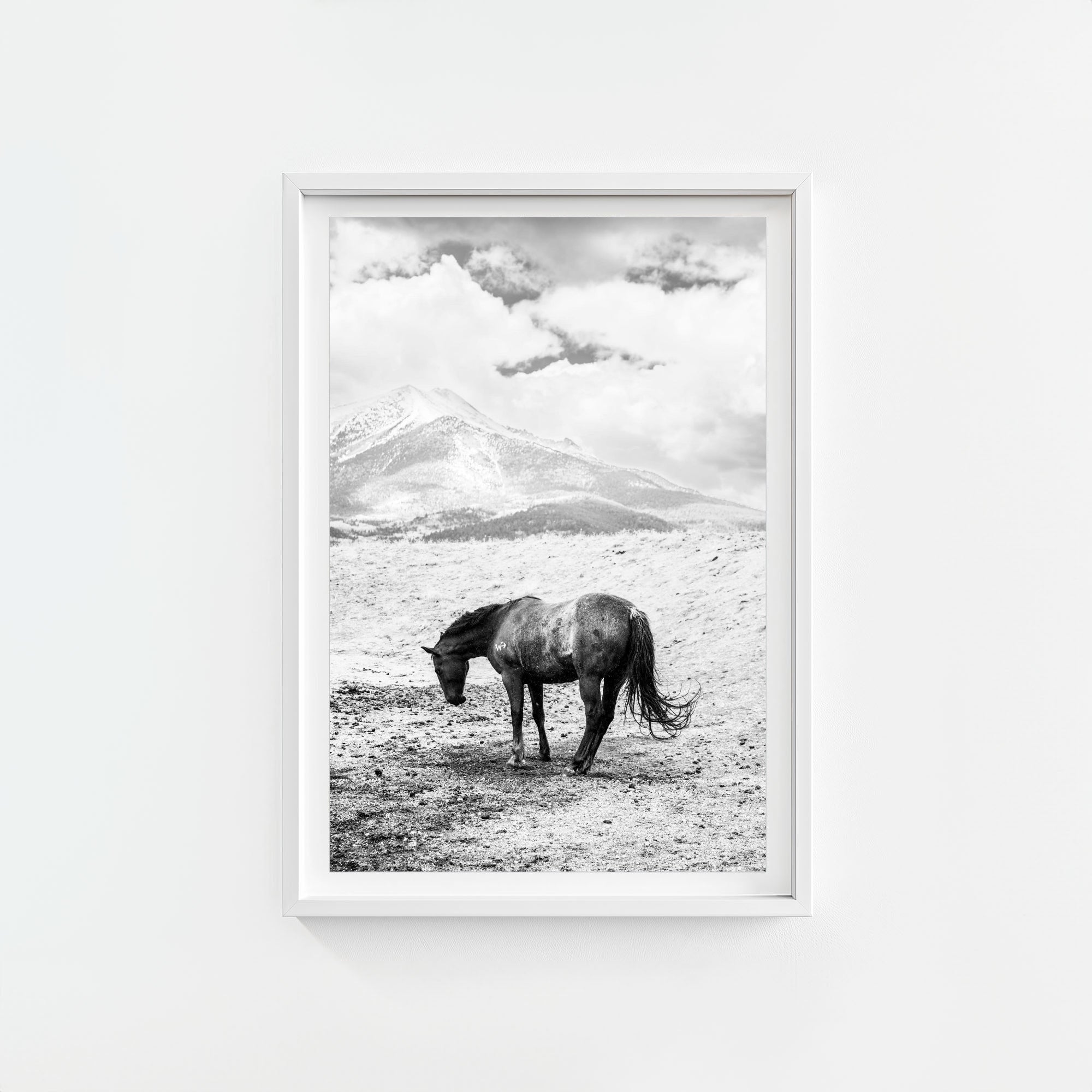 A Horse Named Sturgill