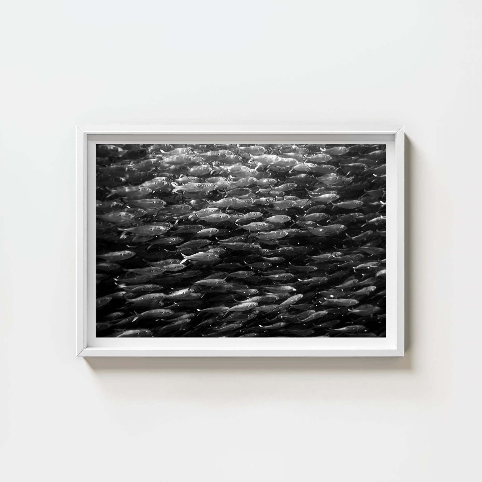 Swimming with Menhaden