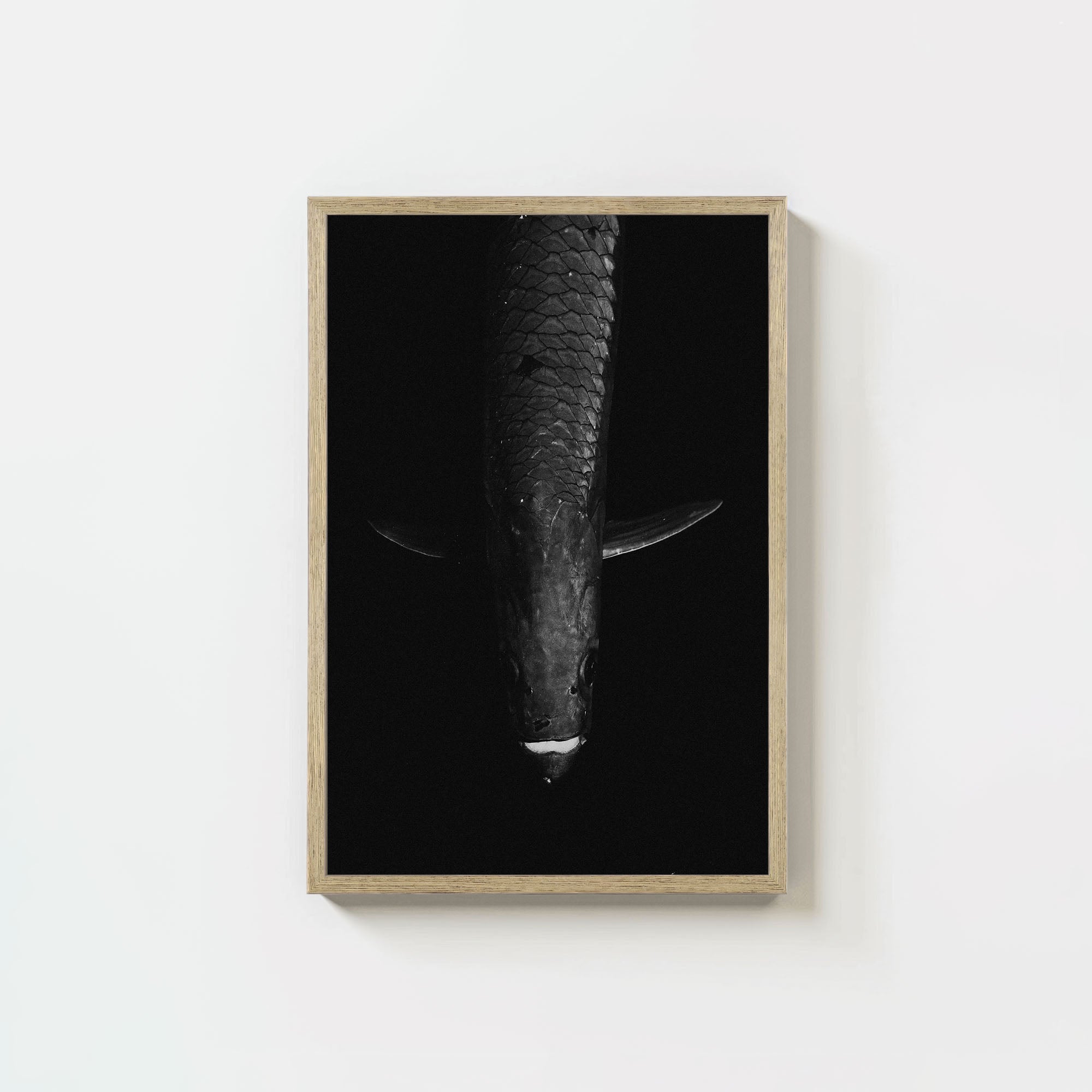 Tarpon: 'Dark Side Of The King' (6 Left!)